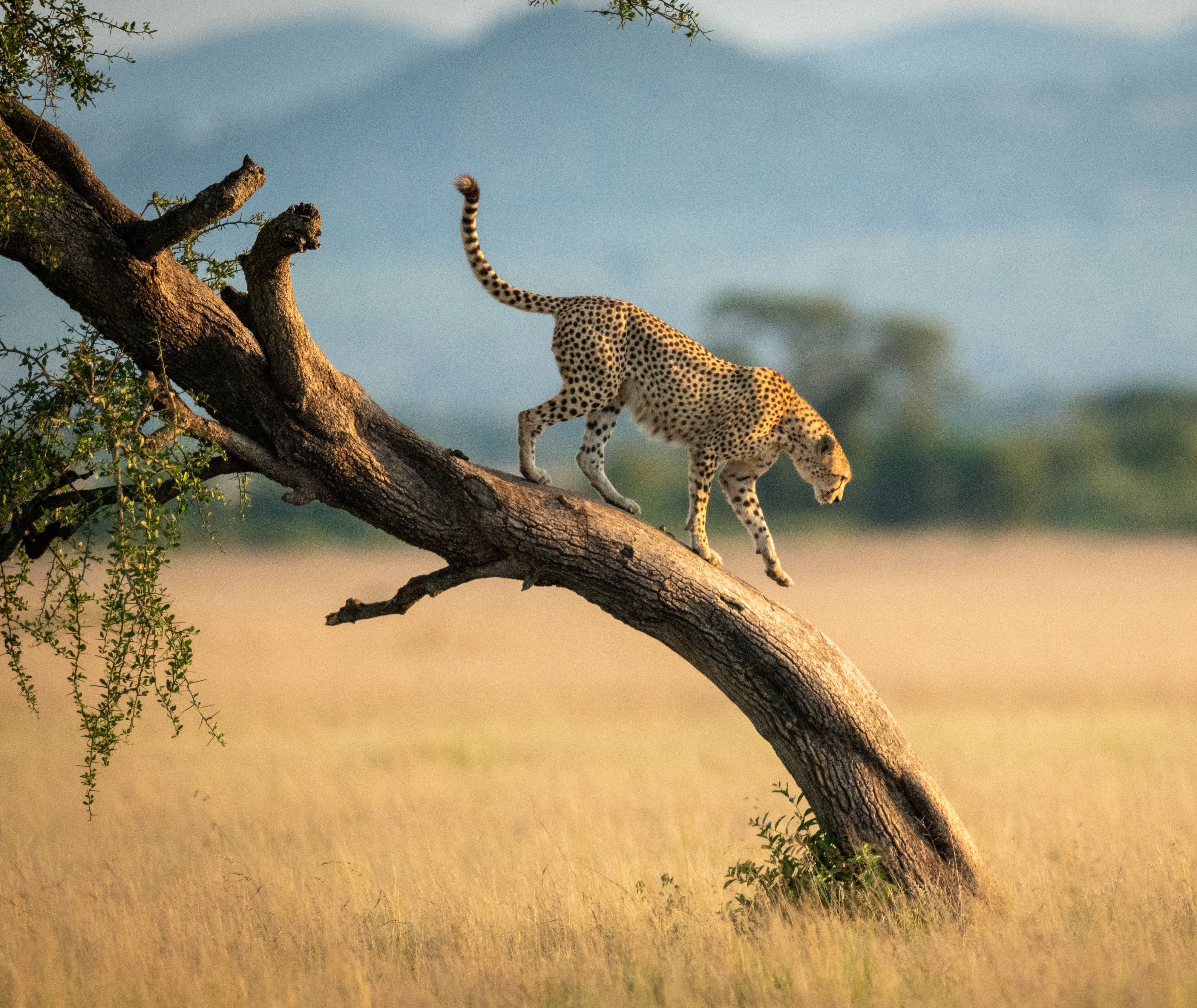 Tanzania-Serengeti-cheetah-loopt-van-boom-af