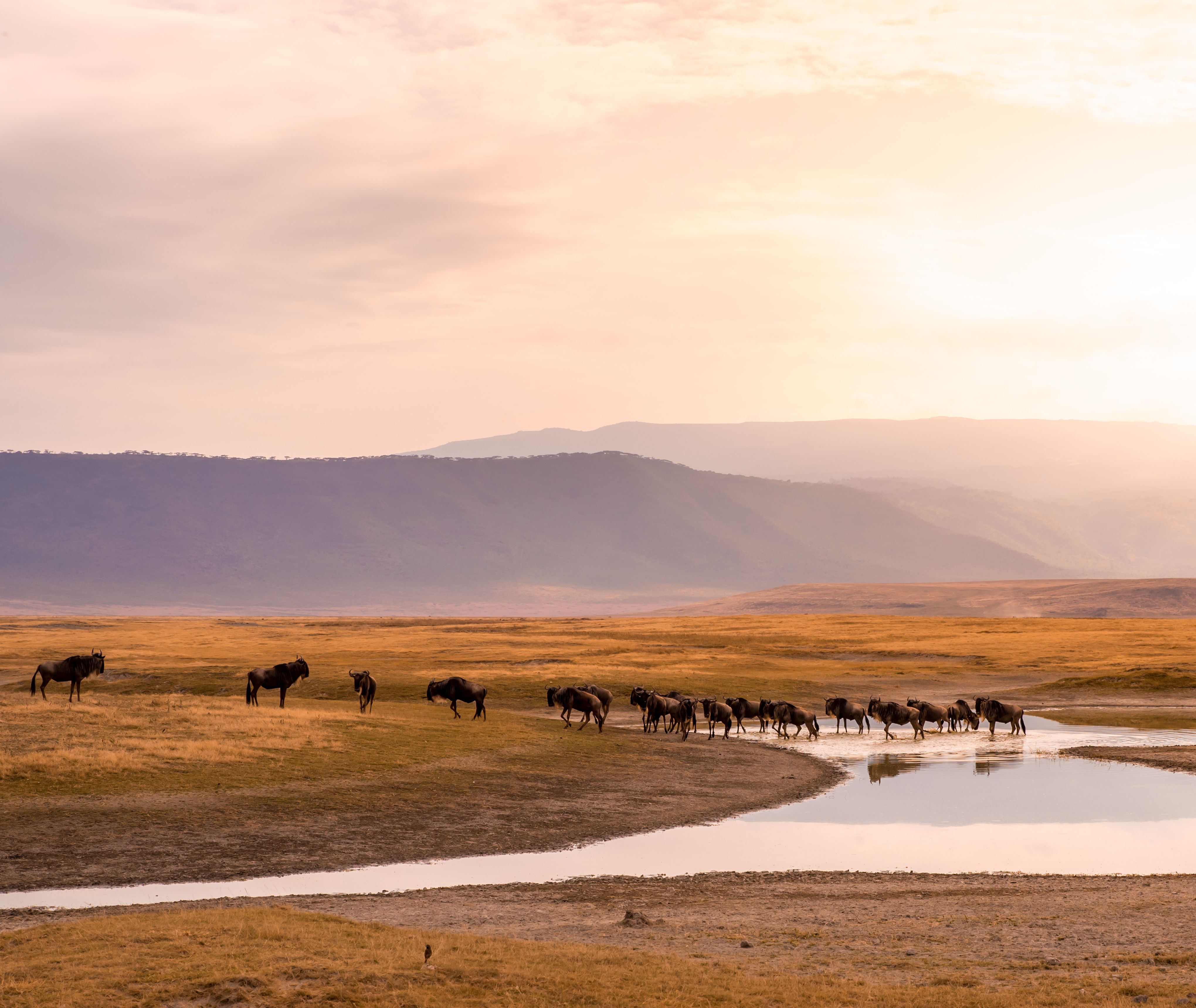 Tanzania-Ngorongoro-krater-kudde-van-gnoes