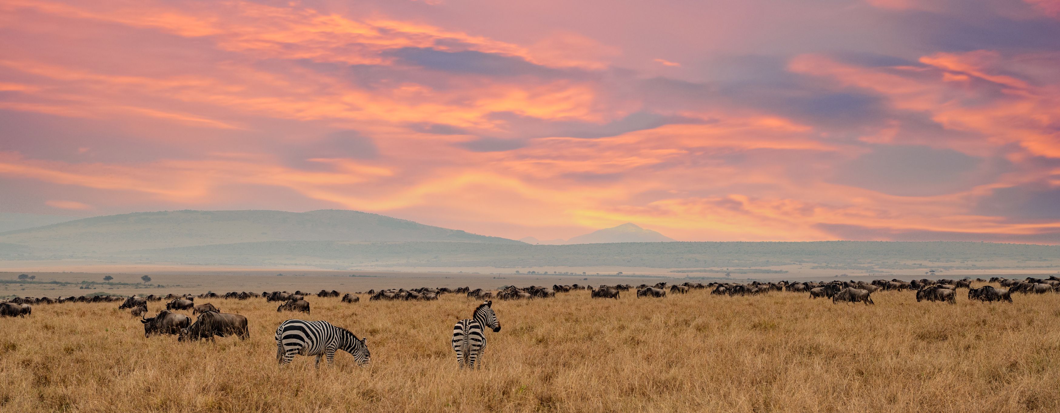 Tanzania-Serengeti-National-Park-Grote-Trek-van-wildebeesten-en-zebras