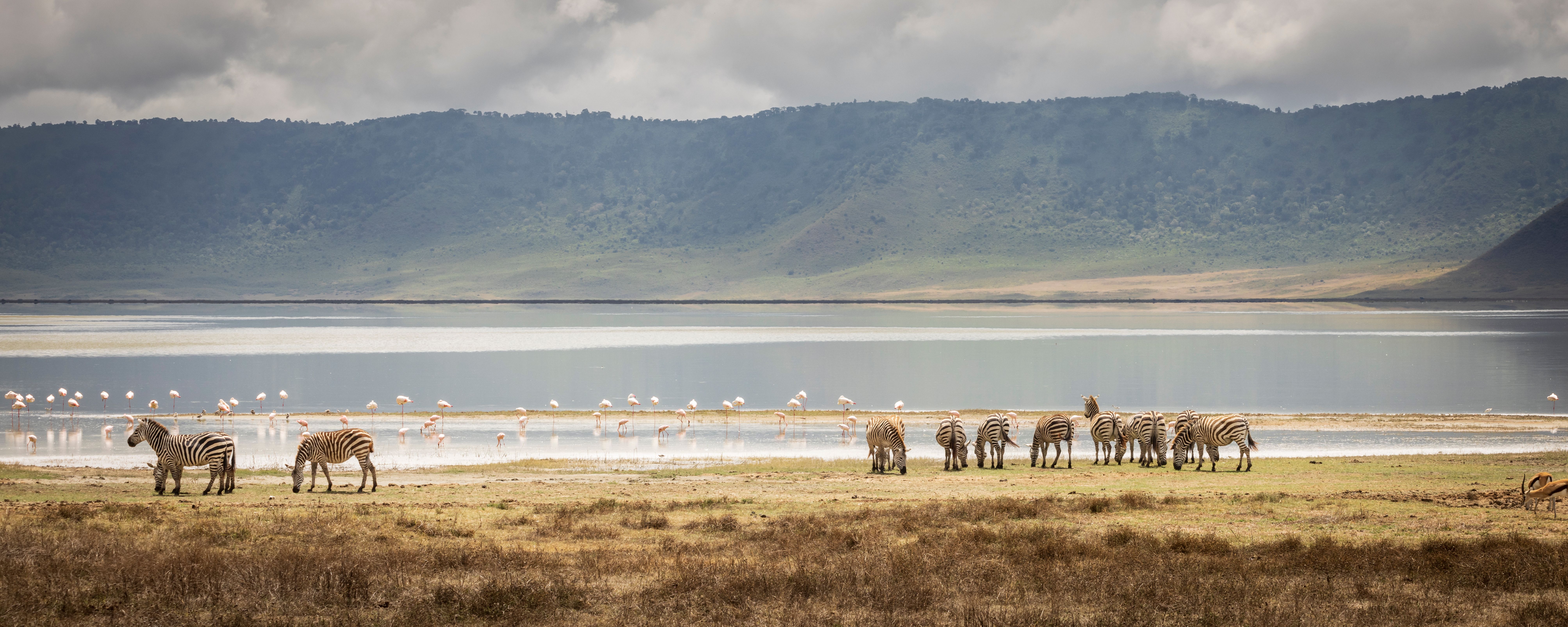 Tanzania-Ngorongoro-krater-Lake-Magadi-zebras-en-flamingos