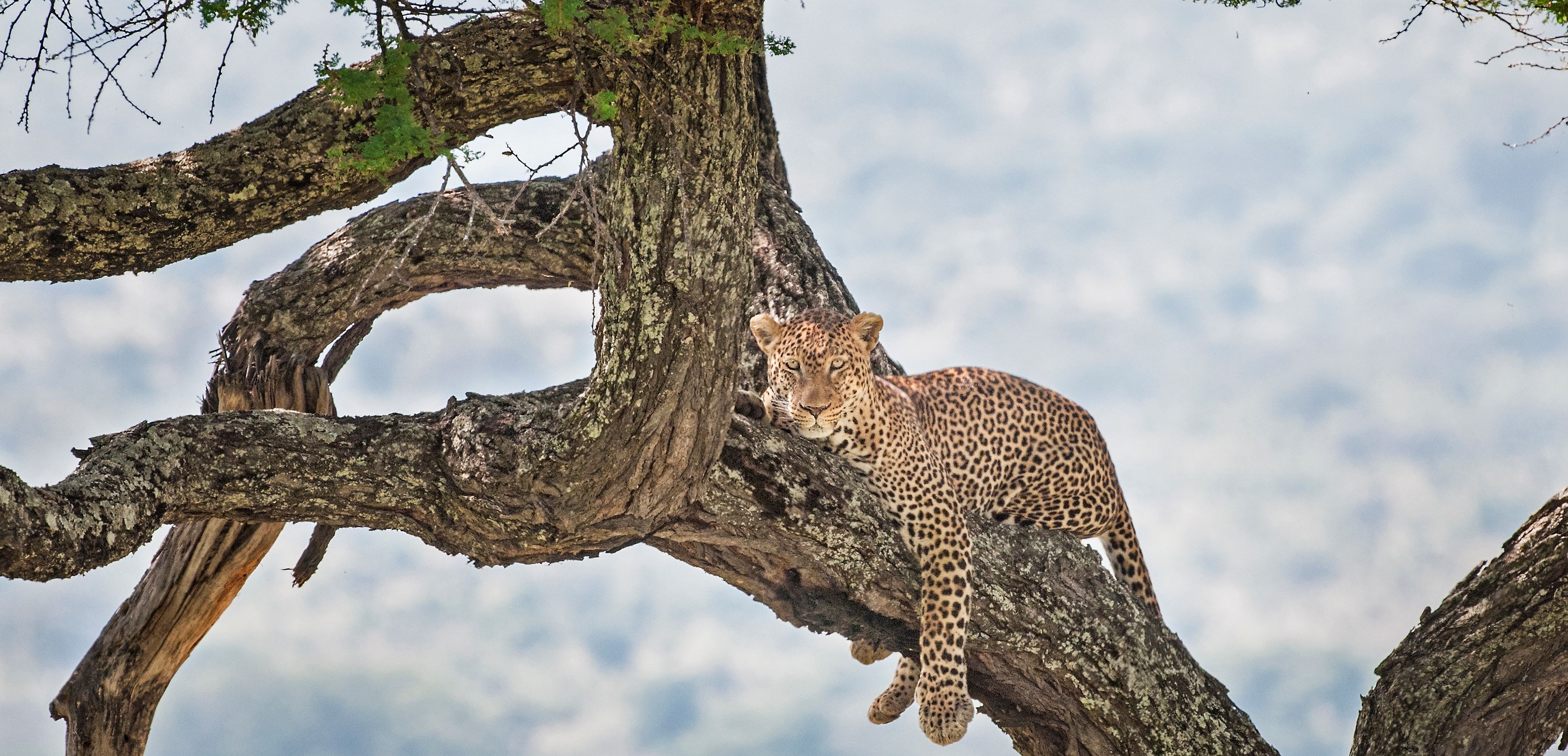 Tanzania-Tarangire-National-Park-luipaard-in-boom
