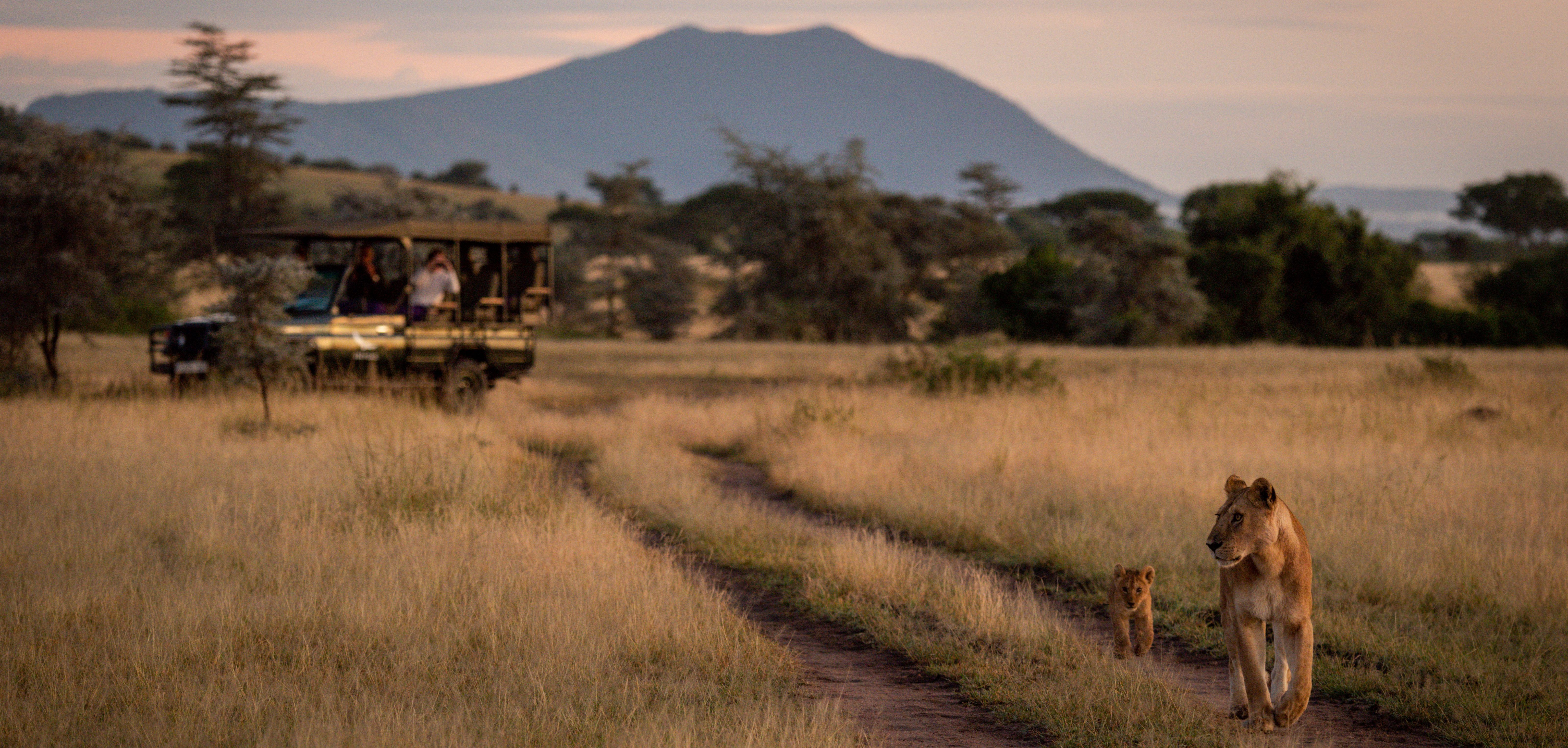 Tanzania-Safari-leeuw
