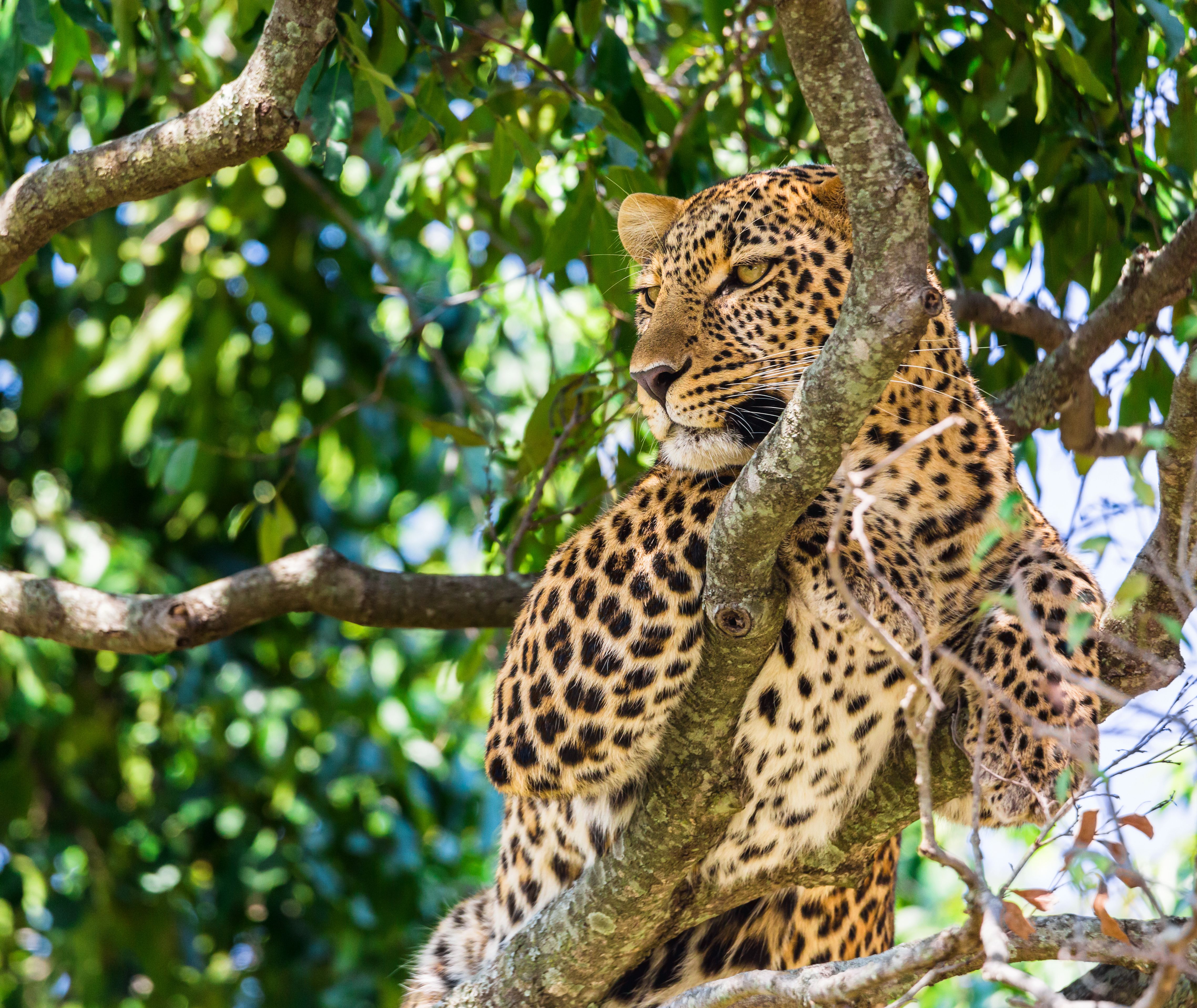 Kenia-Masai-Mara-National-Reserve-luipaard-in-boom