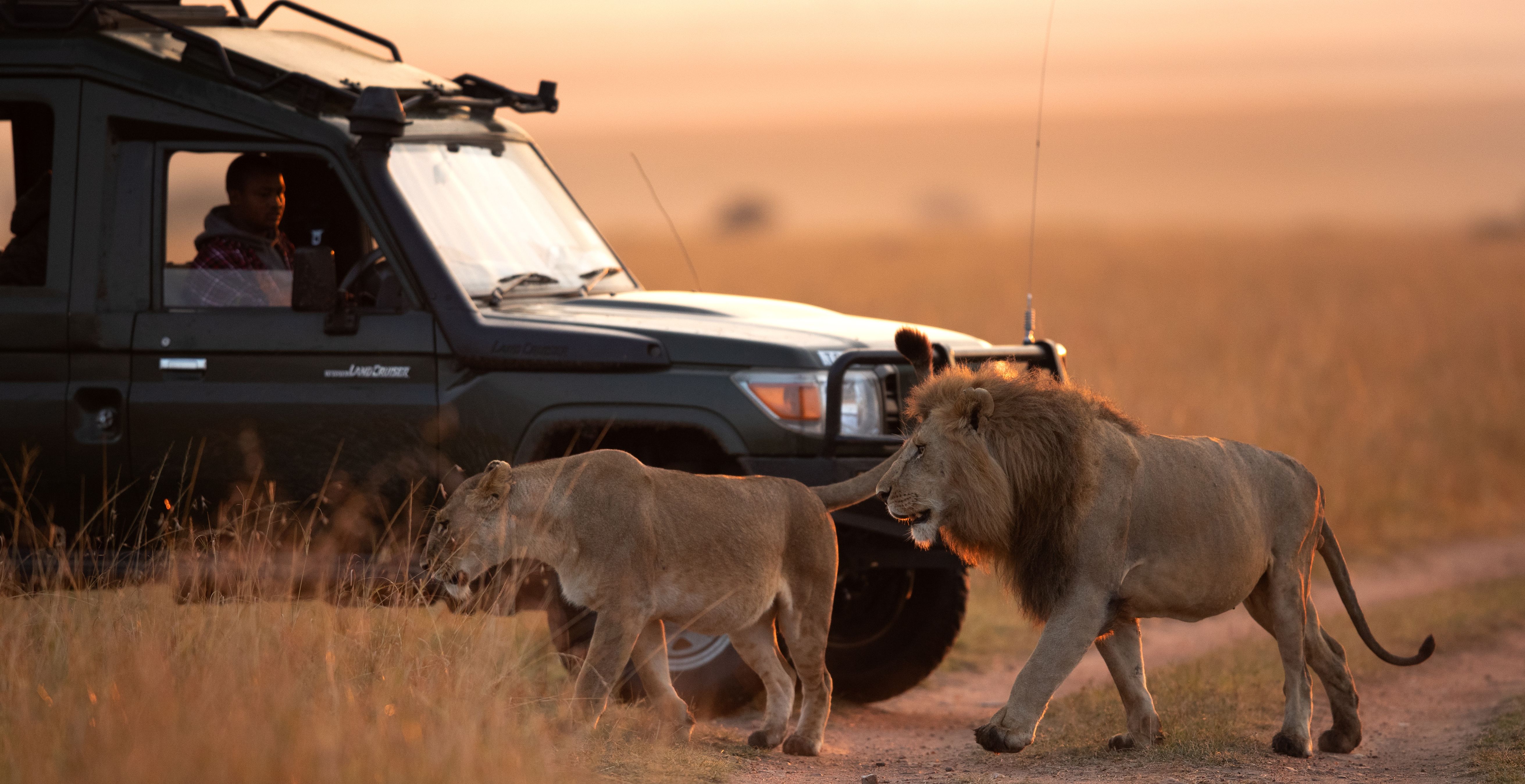Kenia-Masai-Mara-National-Reserve-safari-leeuwen-bij-landcruiser
