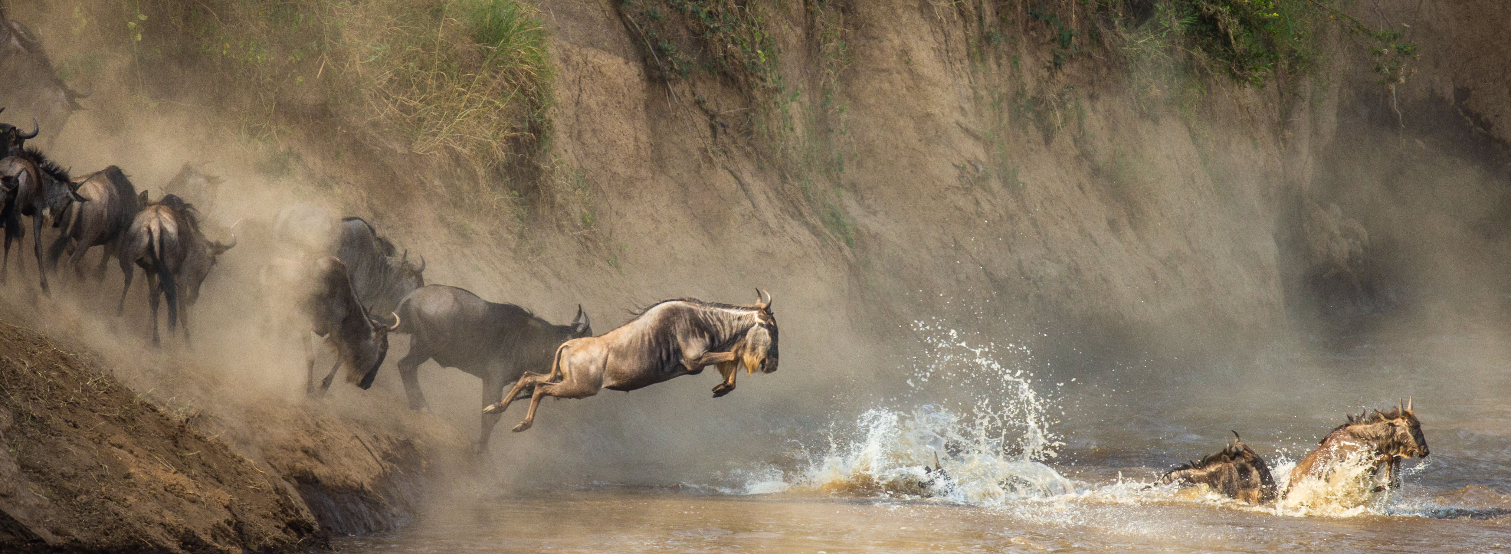 Kenia-Masai-Mara-National-Park-wildebeesten-tijdens-grote-trek