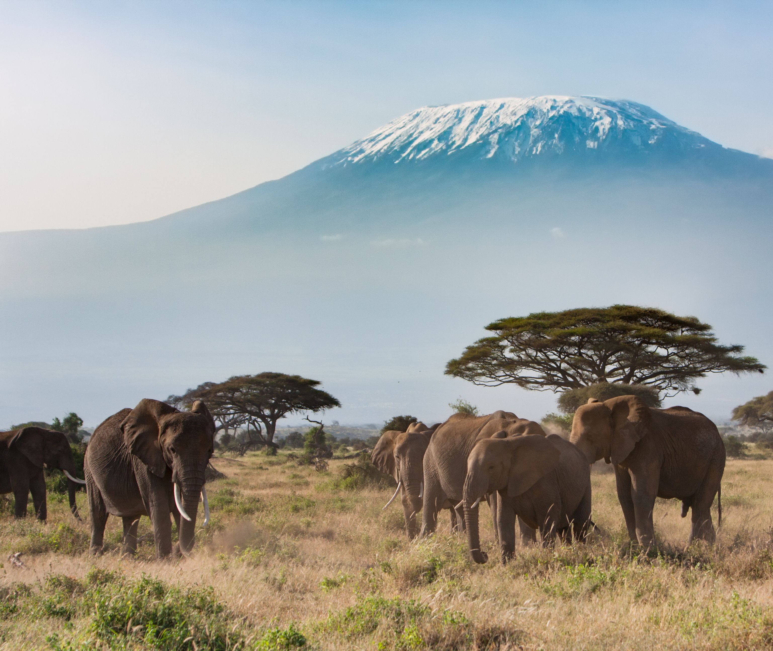 Kenia-Amboseli-National-Park-olifanten-met-Mount-Kilimanjaro-op-de-achtergrond