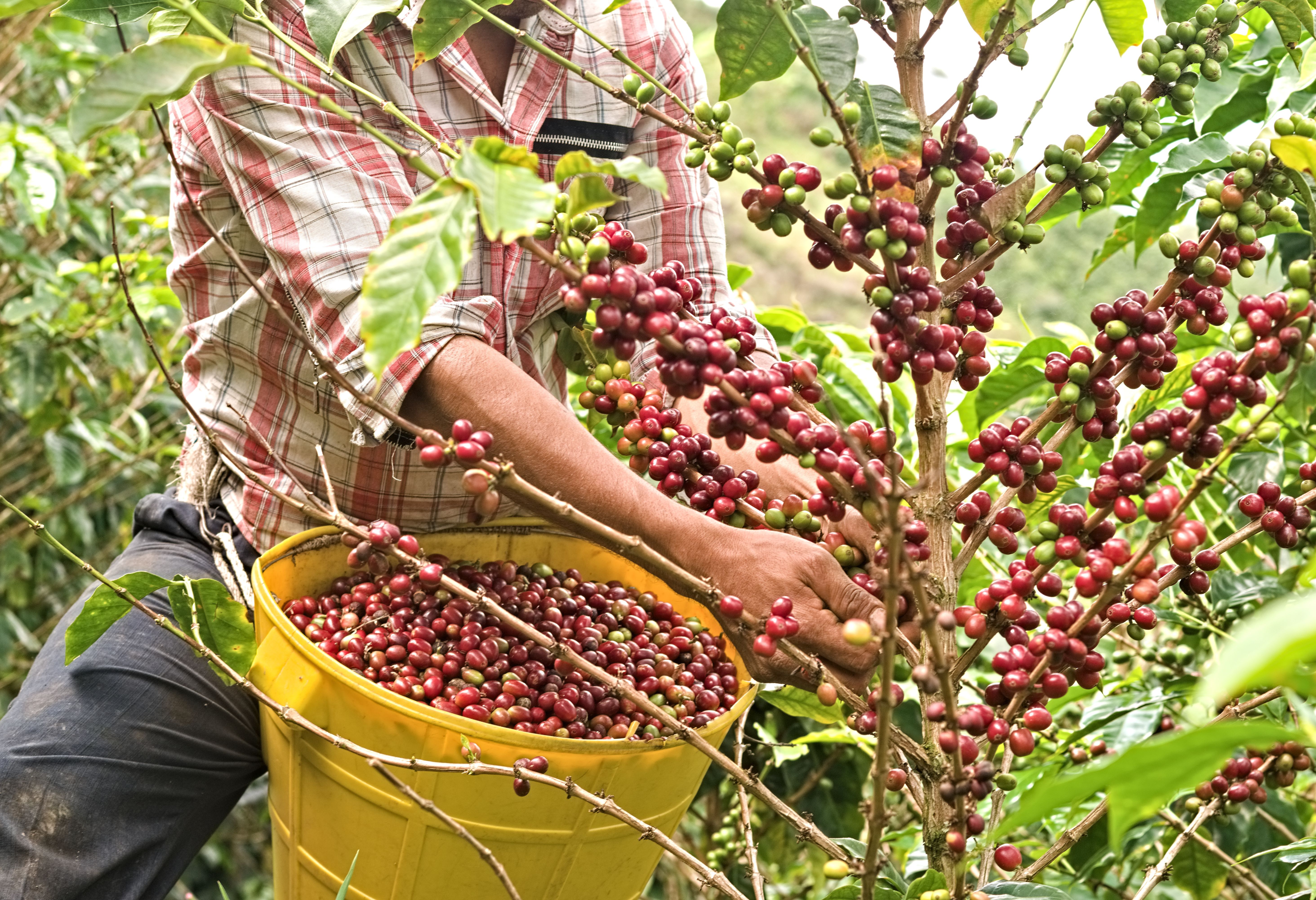 Koffieplantage koffiebonen