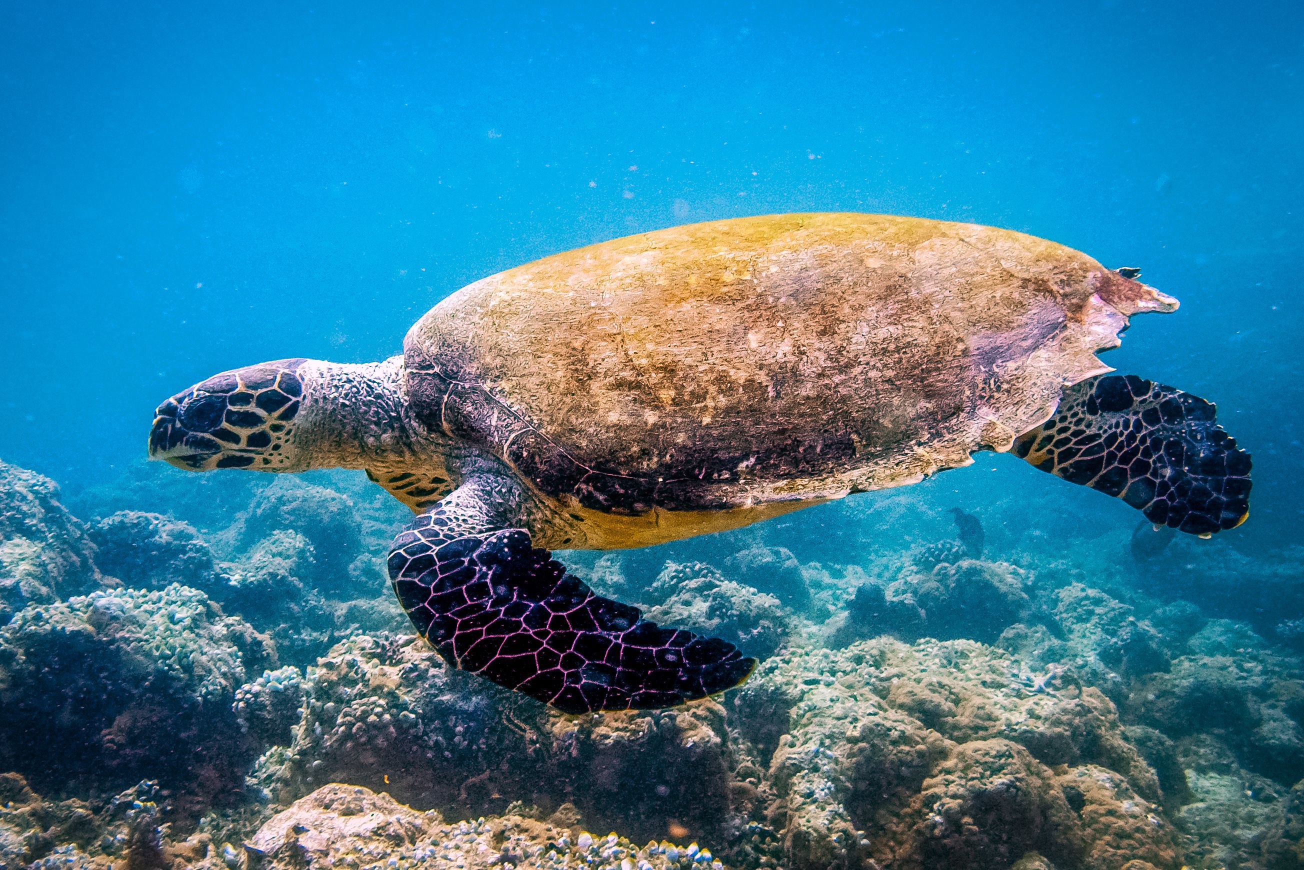 Kaapverdië-San-Pedro-Zeeschildpad-met-koraal