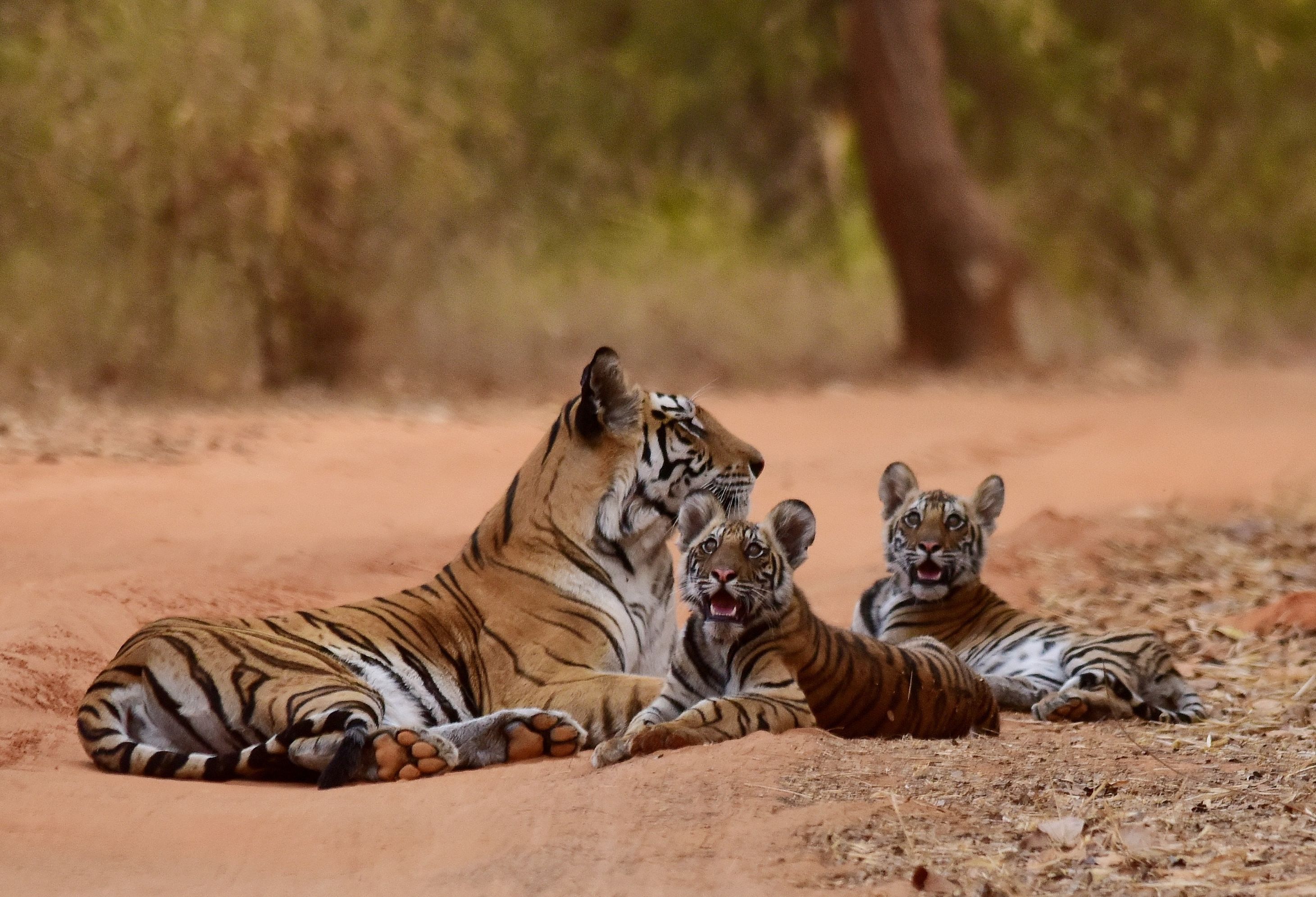 India Ranthambore NP tijgers