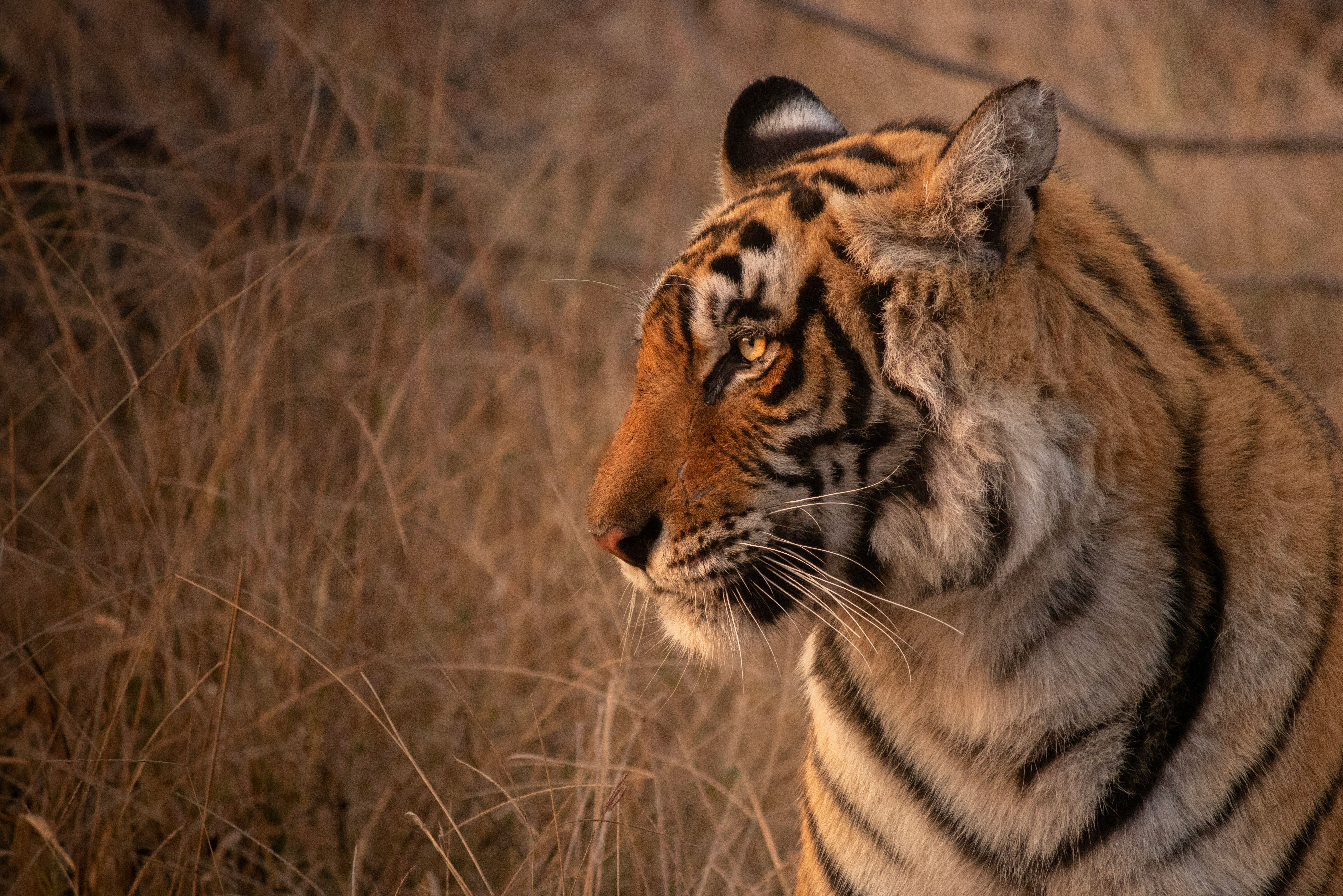India-Ranthambore-NP-Tijger
