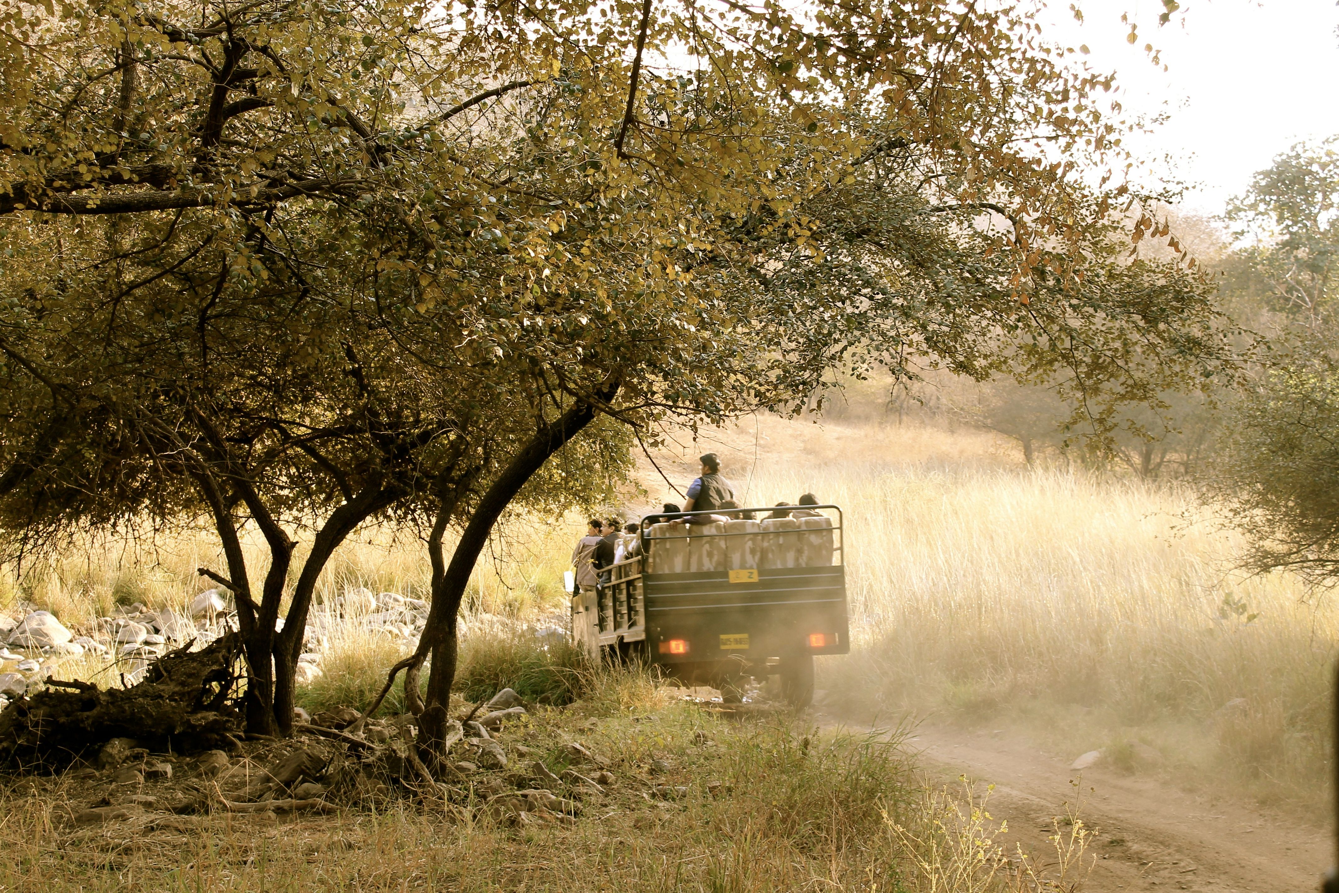 India-Ranthambore-NP-safari