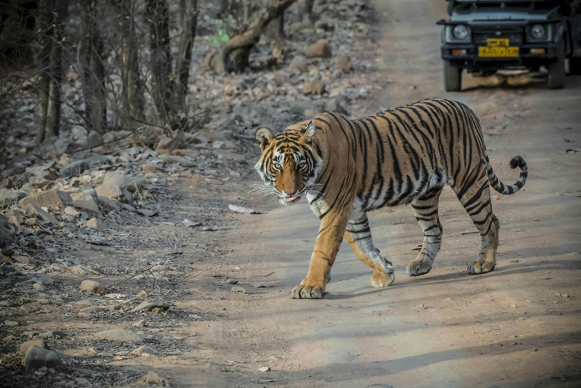 India-Ranthambore-NP-tijger