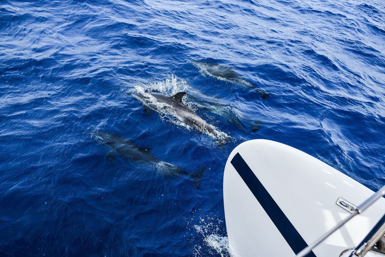 Dolfijnen voor de Catamaran