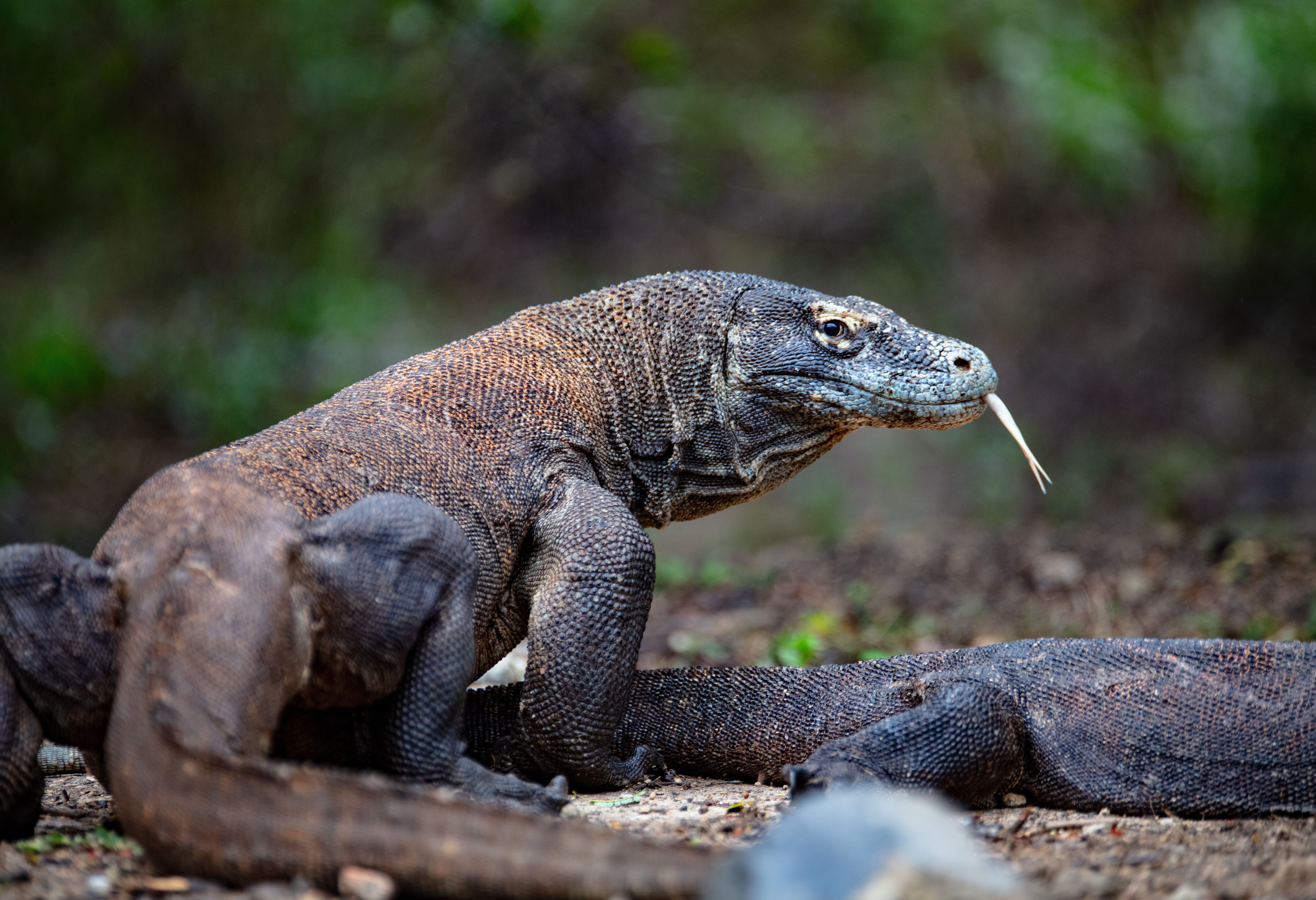Komodo varanen op Rinca in het Komodo National Park bij Flores in Indonesie