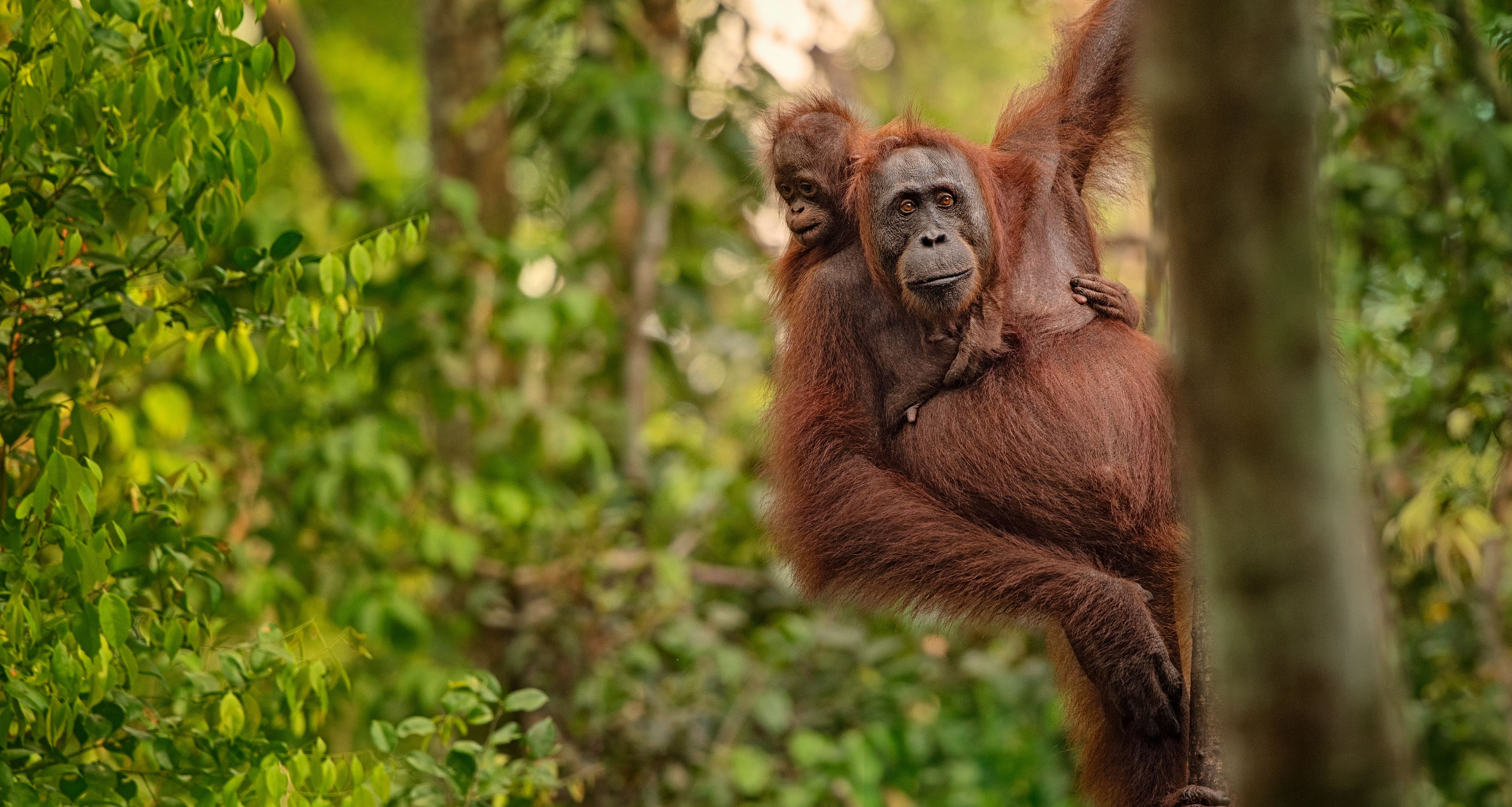 Maleisie-Borneo-orang-oetan