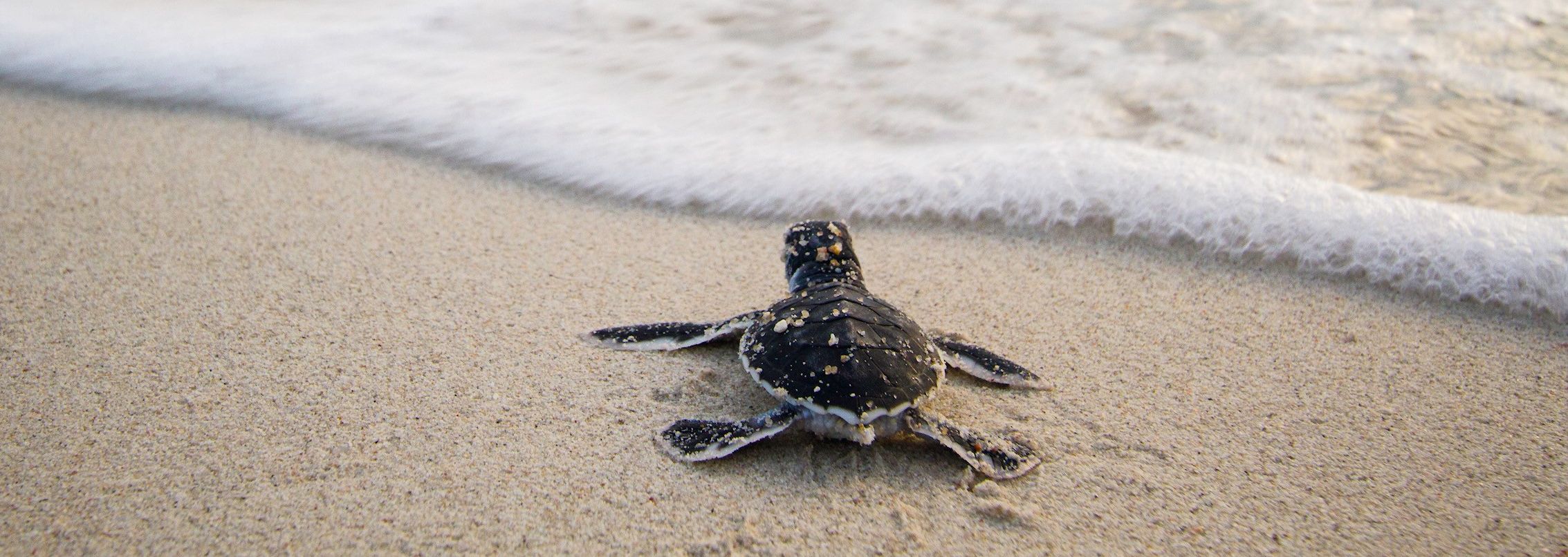 Maleisie-Redang-Island-The-Taaras-Beach-Spa-Resort-SEATRU-Turtle-Lab