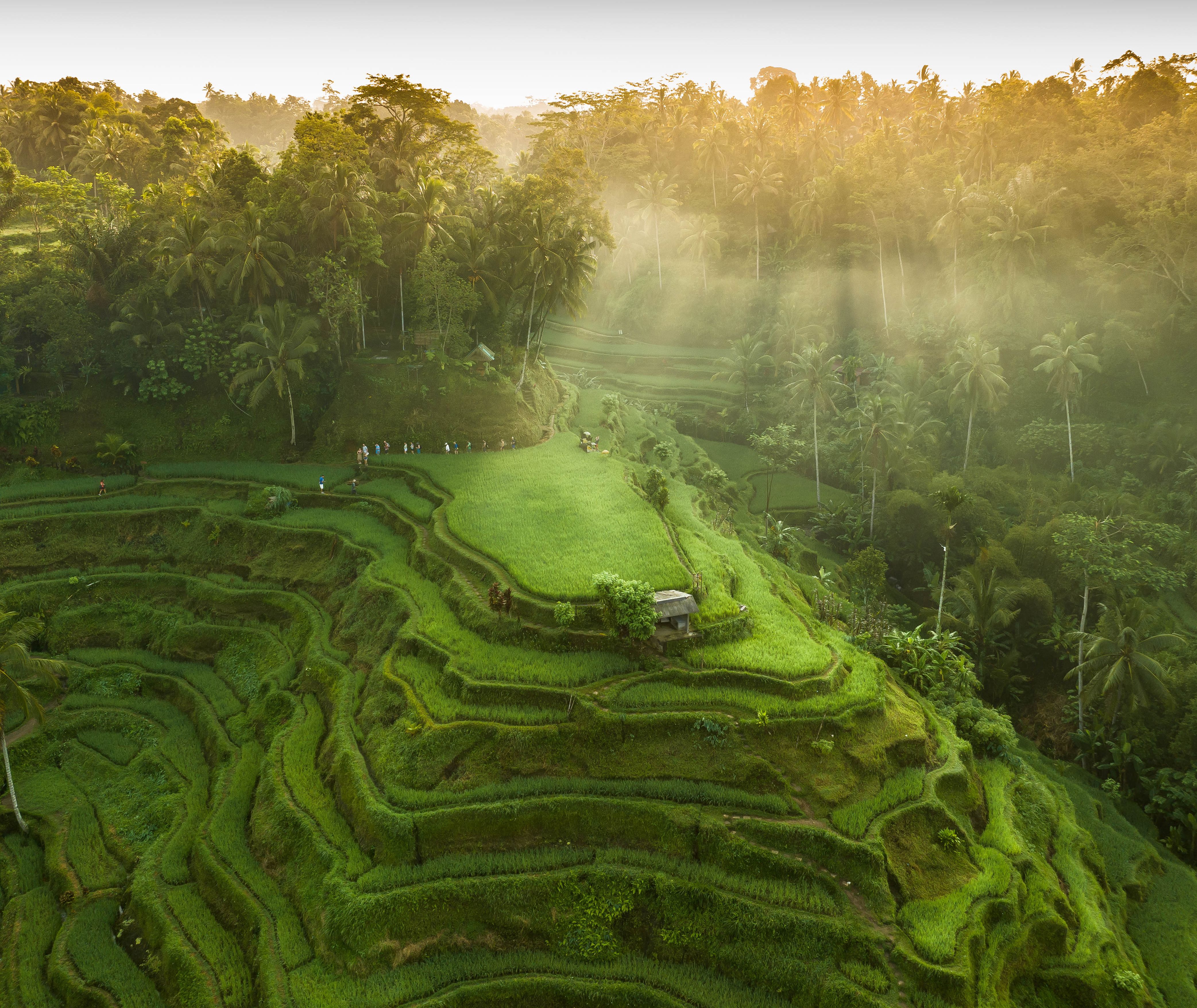 Indonesie-Bali-Ubud-Rijst-Terras-Tegalalang-Sunset