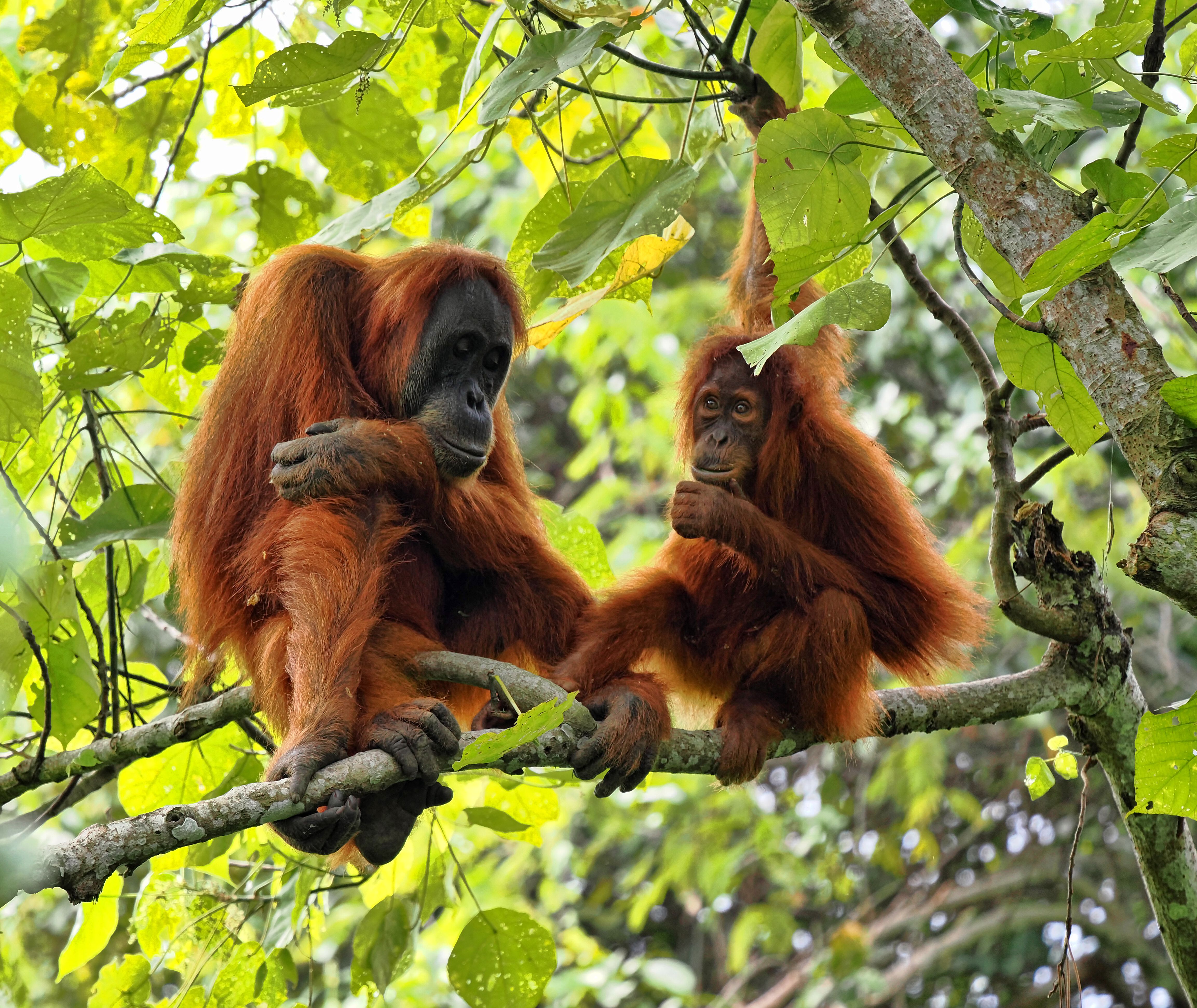 Indonesie-Sumatra-Orang-oetang-10