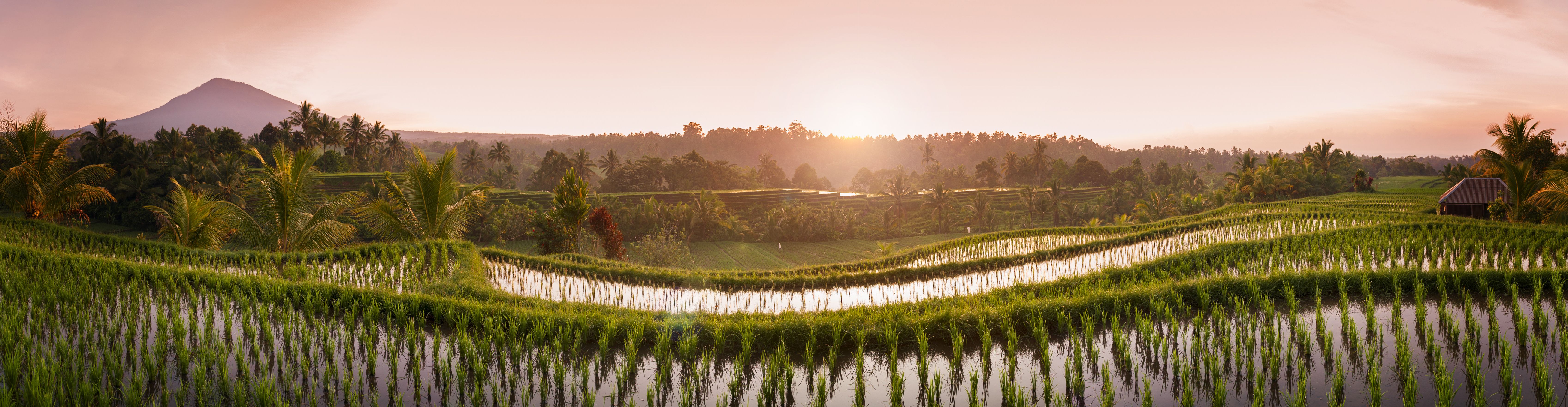 Indonesie-Bali-panoramisch-uitzicht-rijstvelden