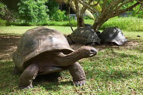 Schildpadden reservaat op het terrein