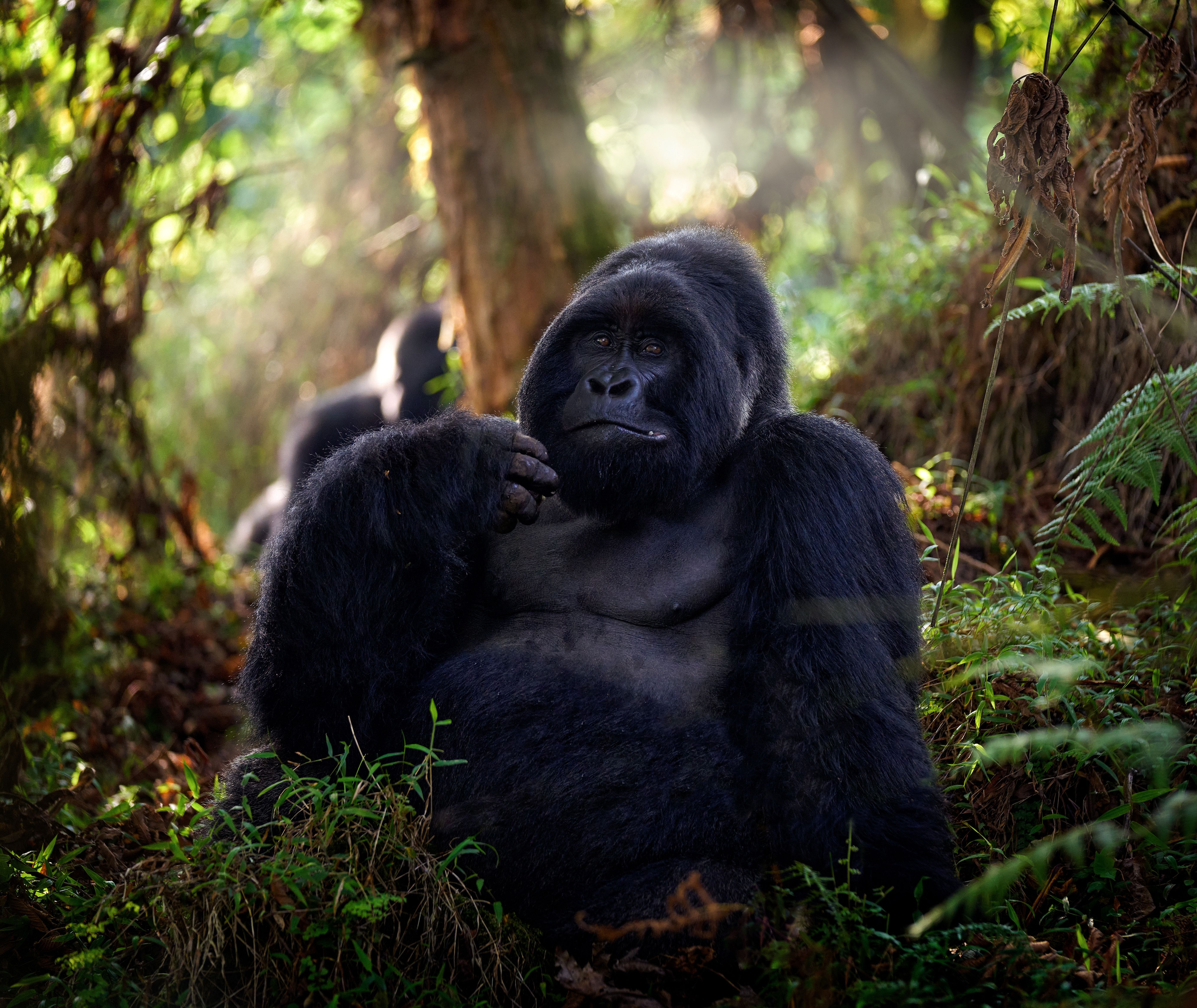 Uganda-Mgahinga-gorilla-national-park-silver-back