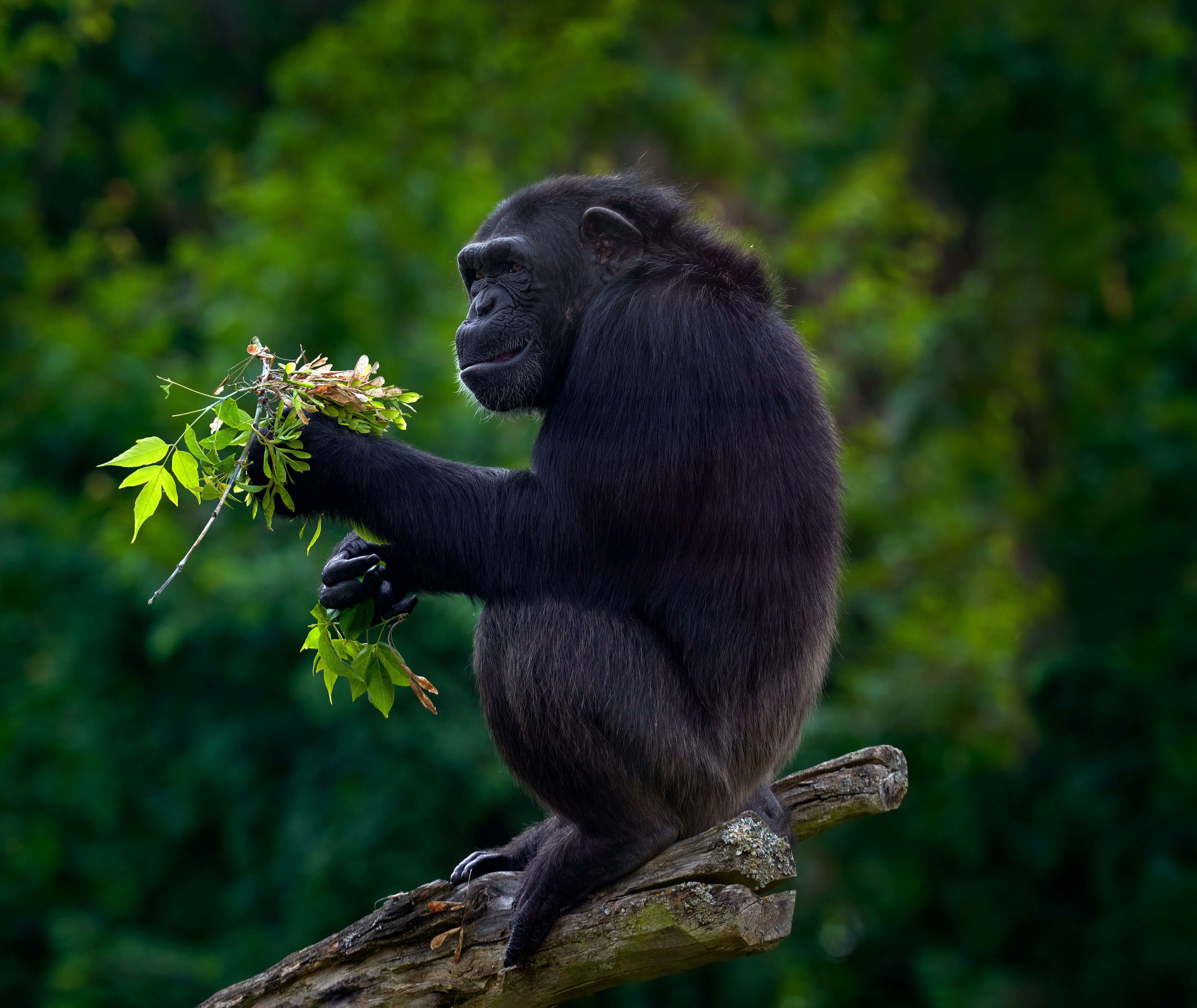 Uganda-Kibale-National-Park-chimpanse-2