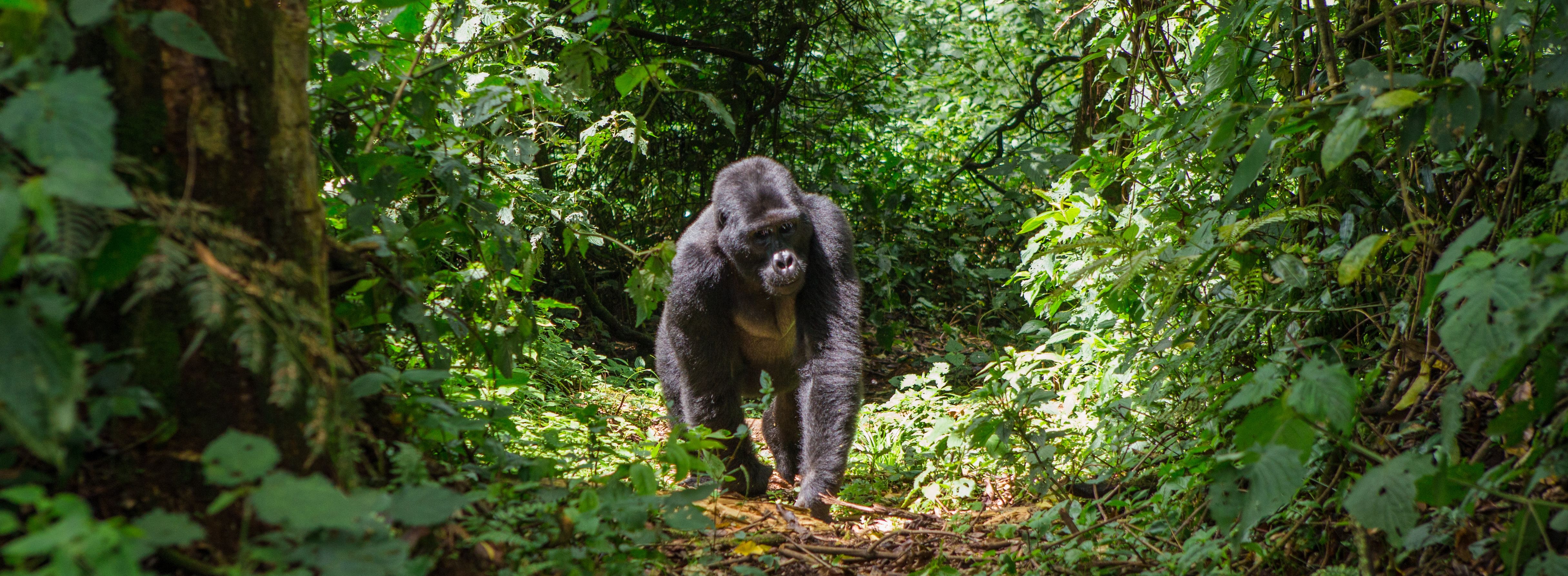 Uganda-Bwindi-forest-Silverback -Gorilla-in-bos
