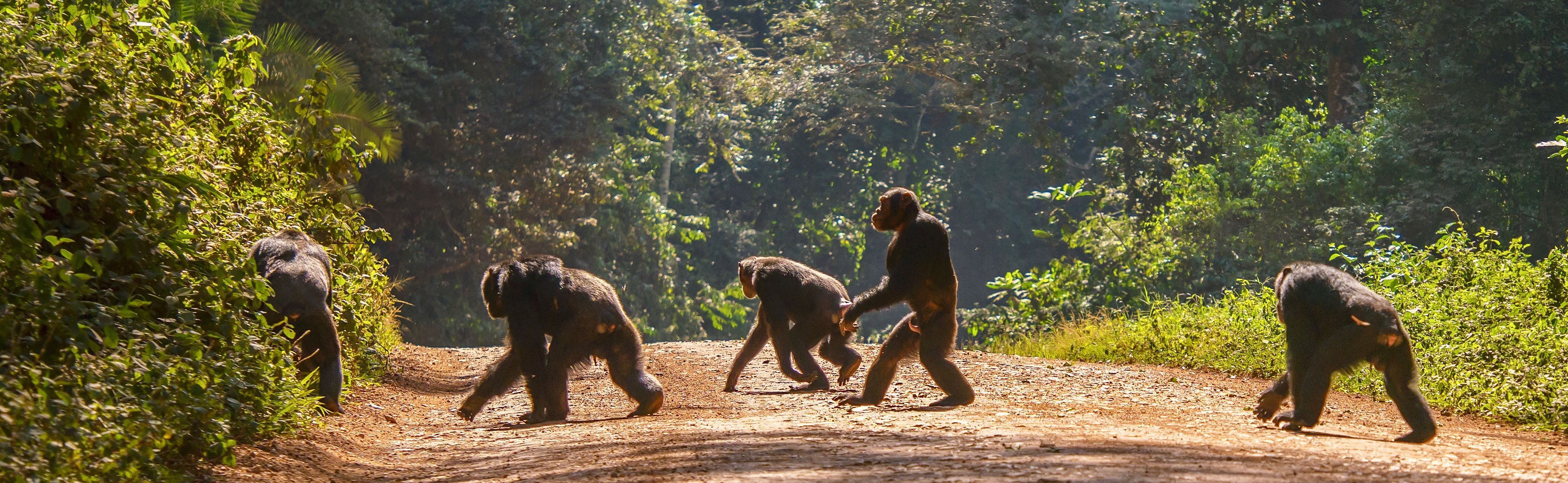 Uganda-Kibale-National-Park-chimpansee-op-de-weg