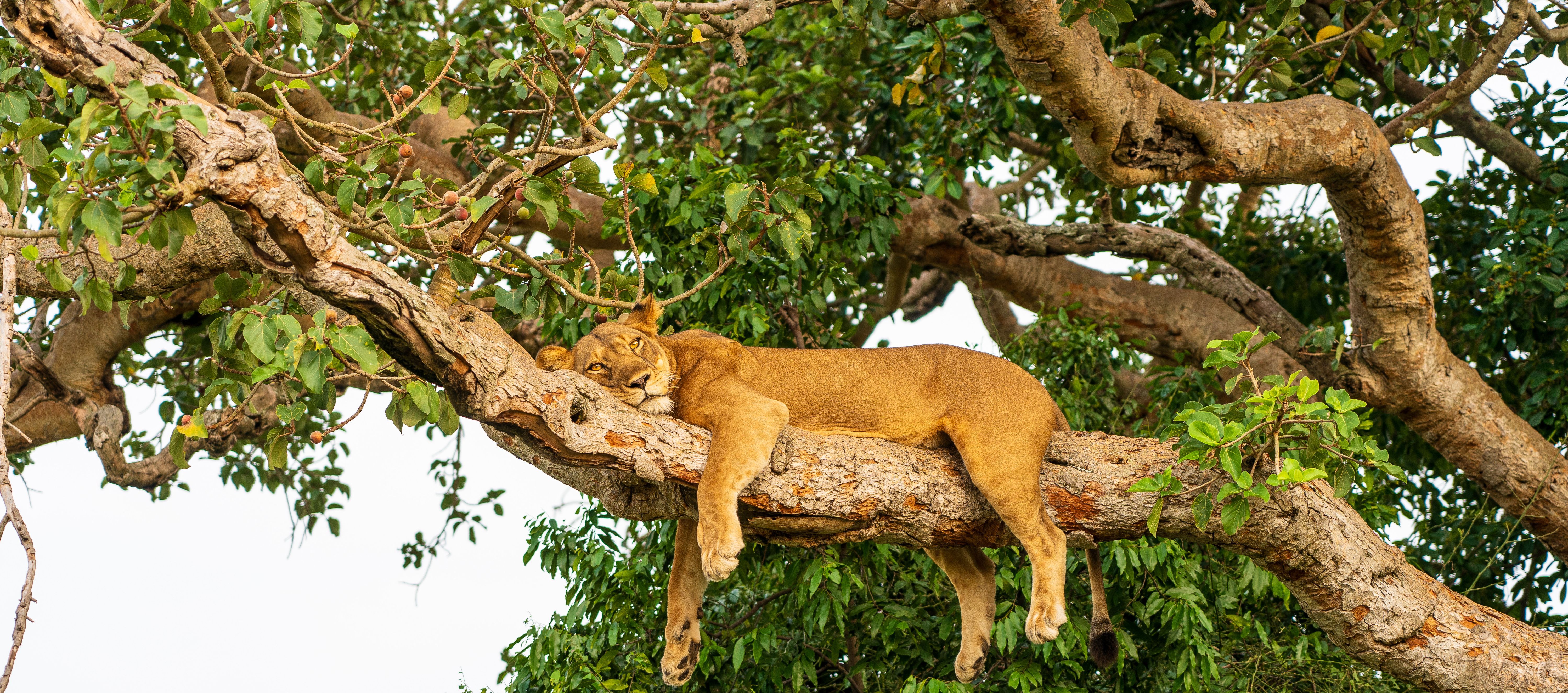 Uganda-Queen-Elizabeth-National-Park-leeuw-7