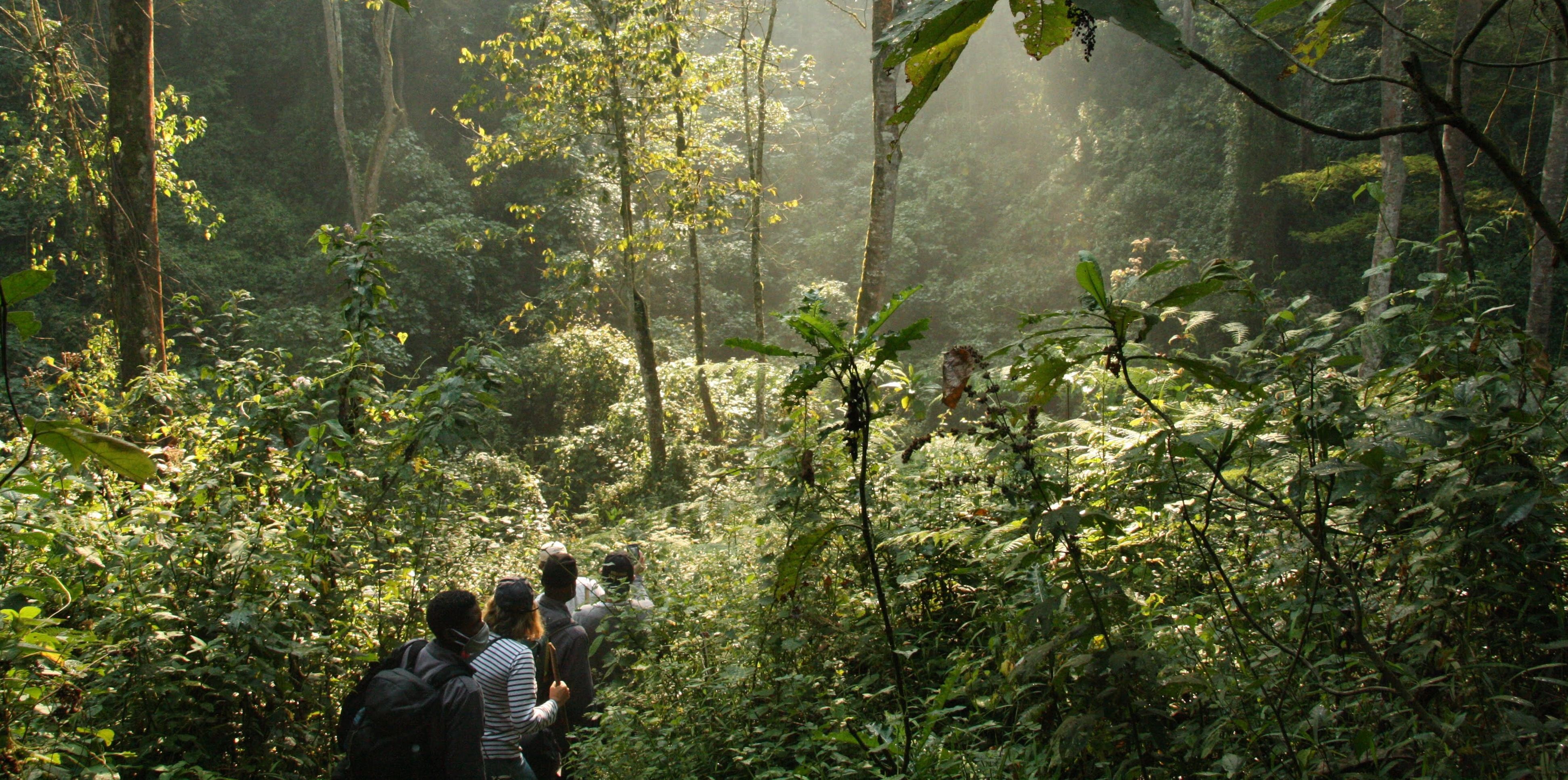 Uganda-Bwindi-regenwoud-trekking