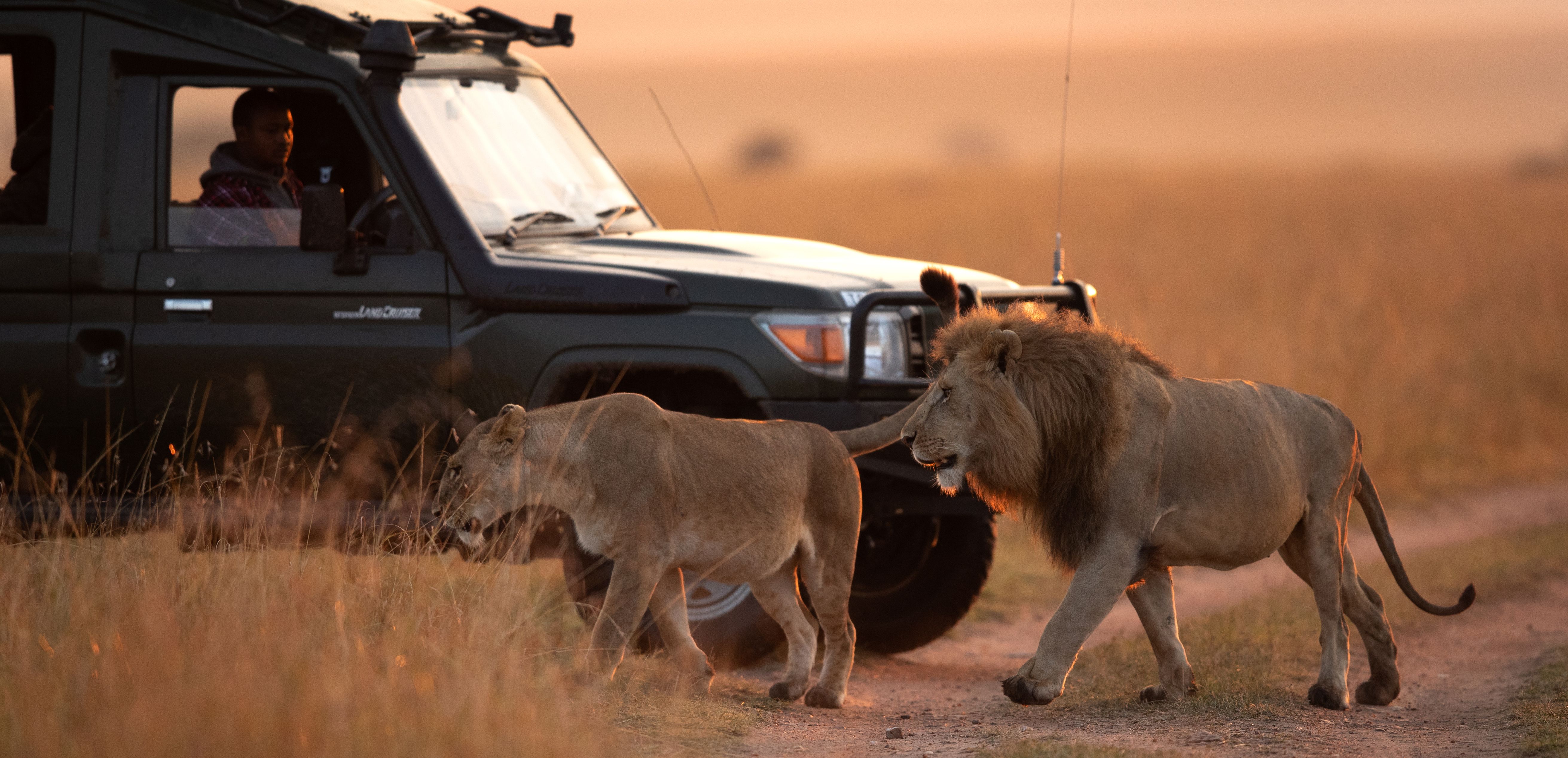 Safari Afrika