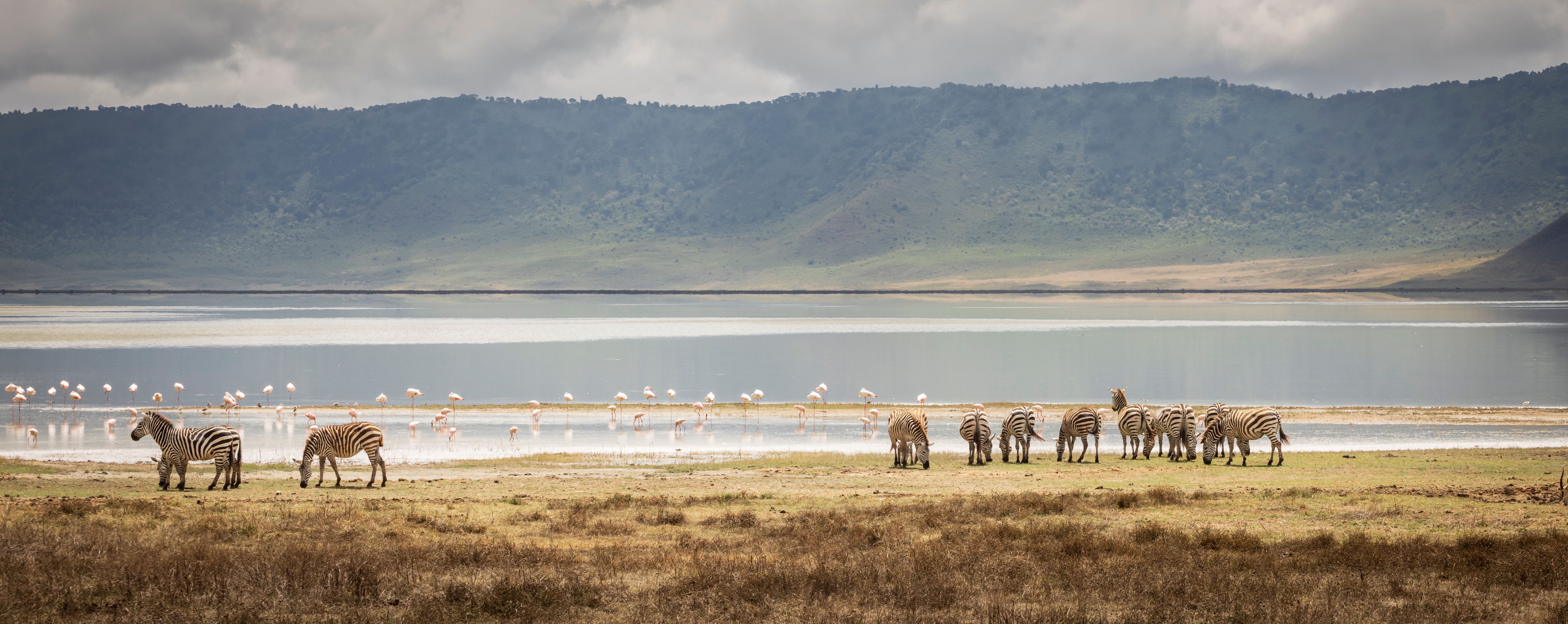 Safari Afrika