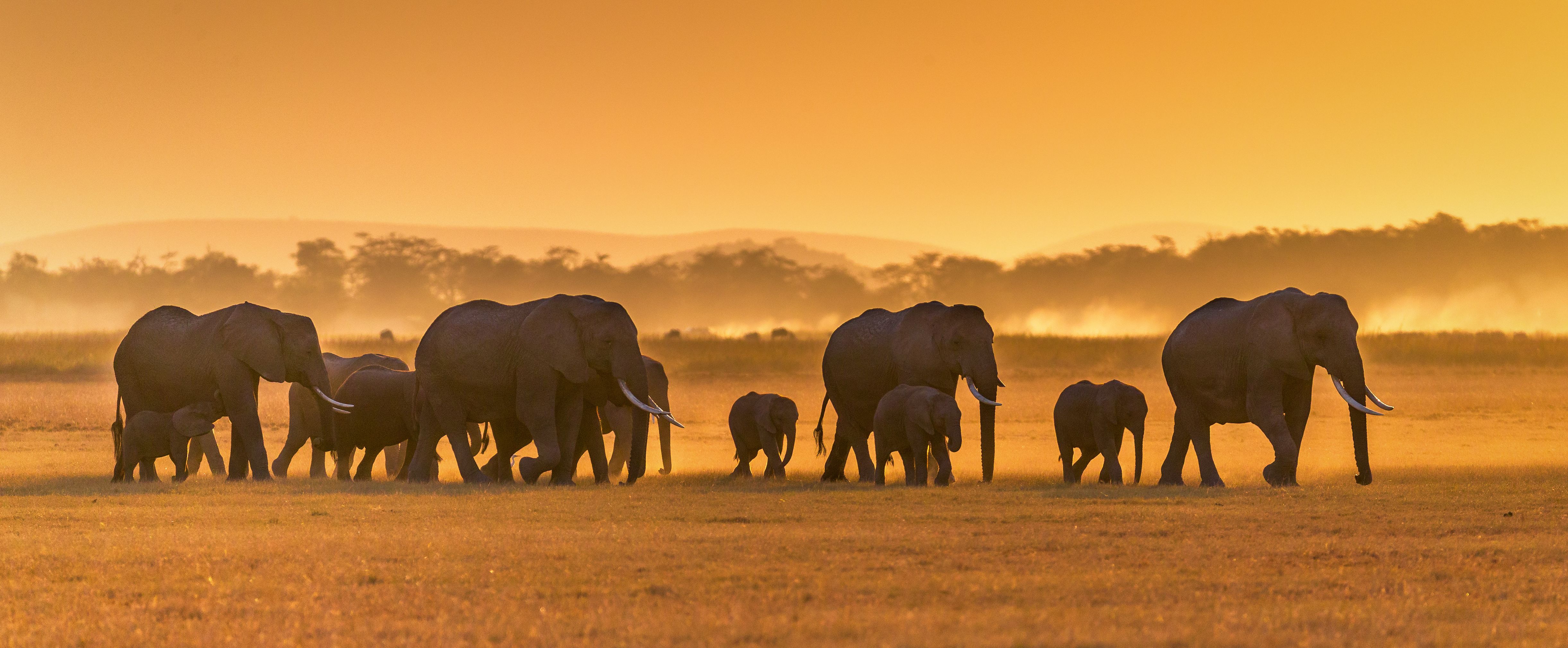 Safari Afrika