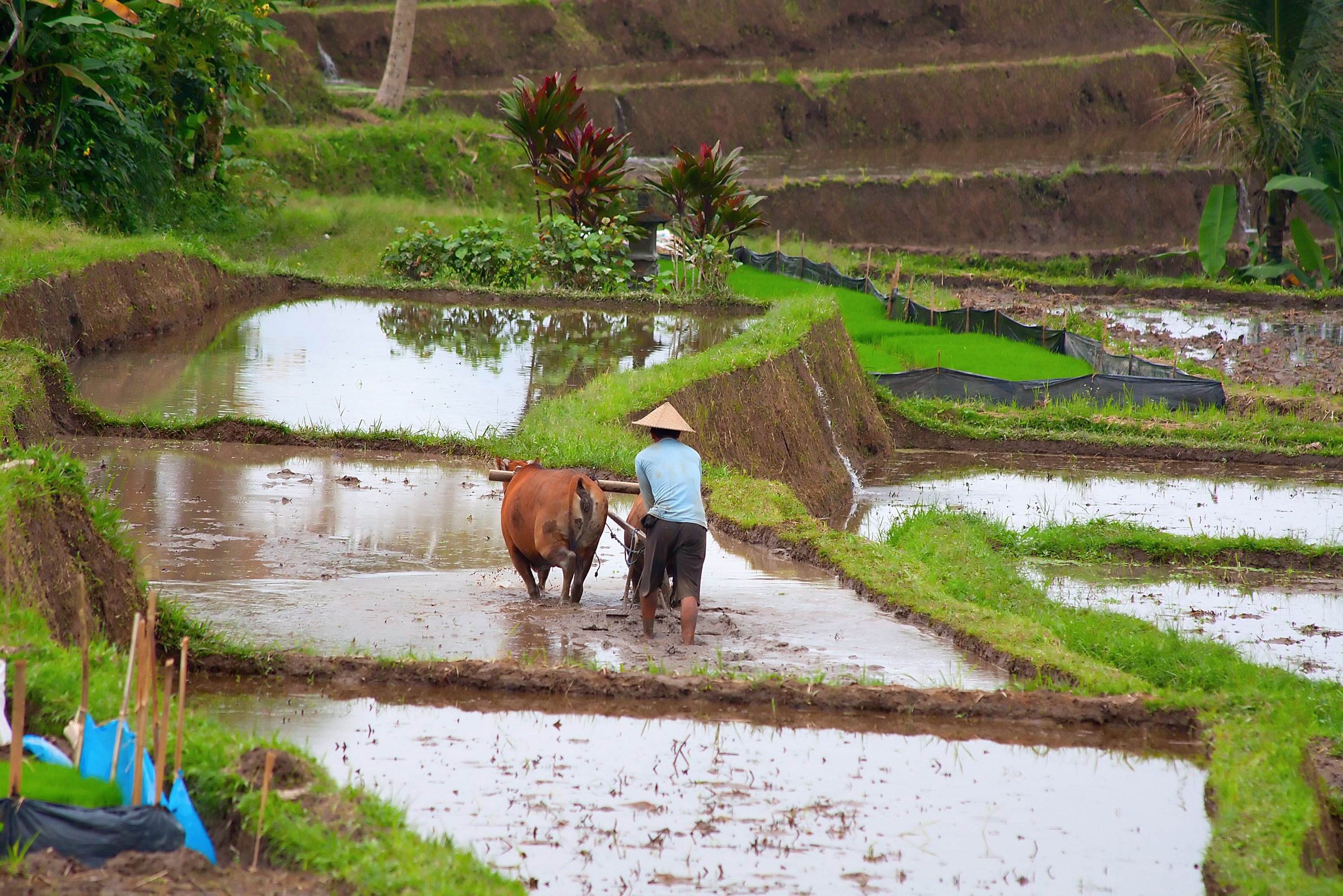 Boer aan het werk op Bali