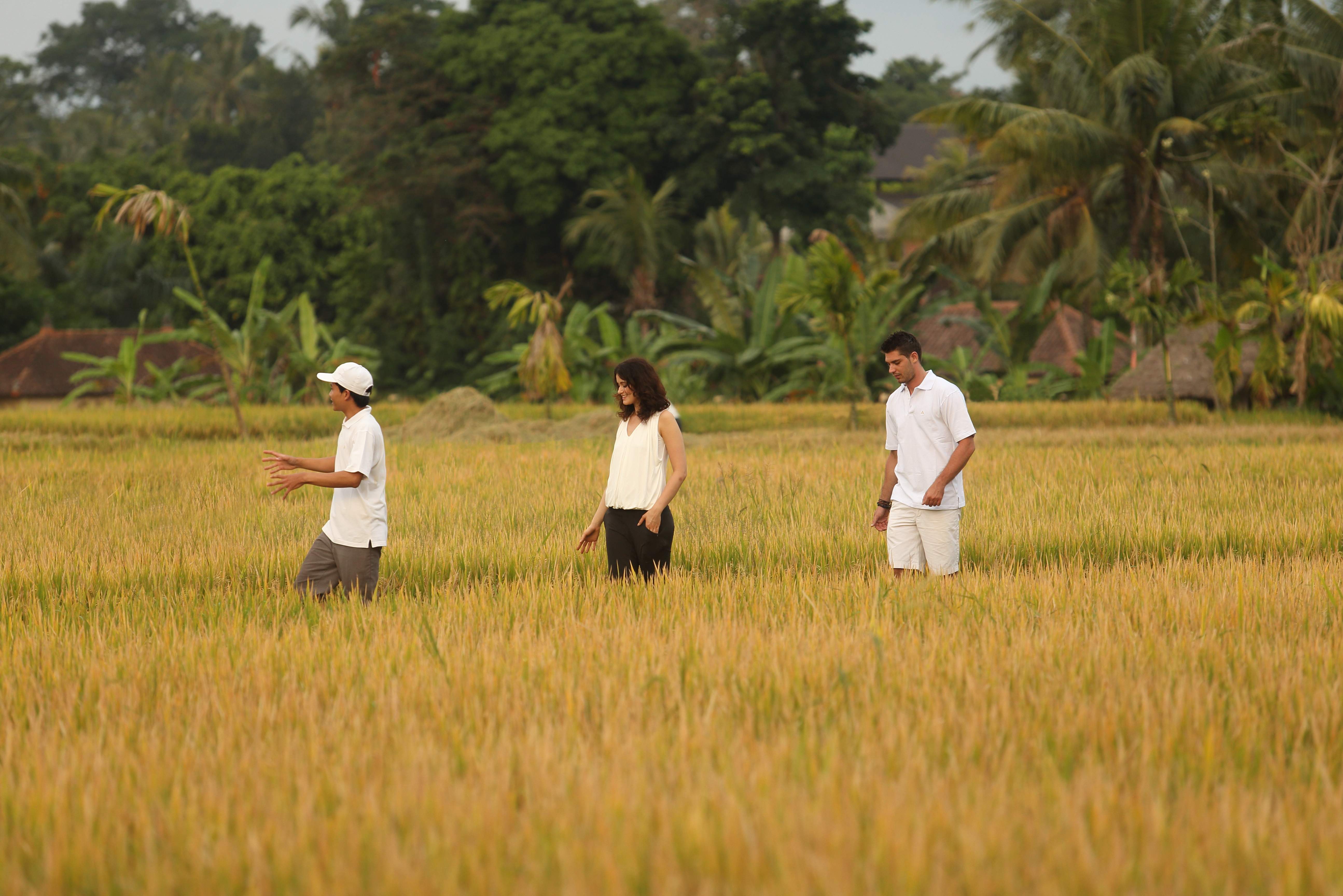 Wandelen in de rijstvelden rondom ubud