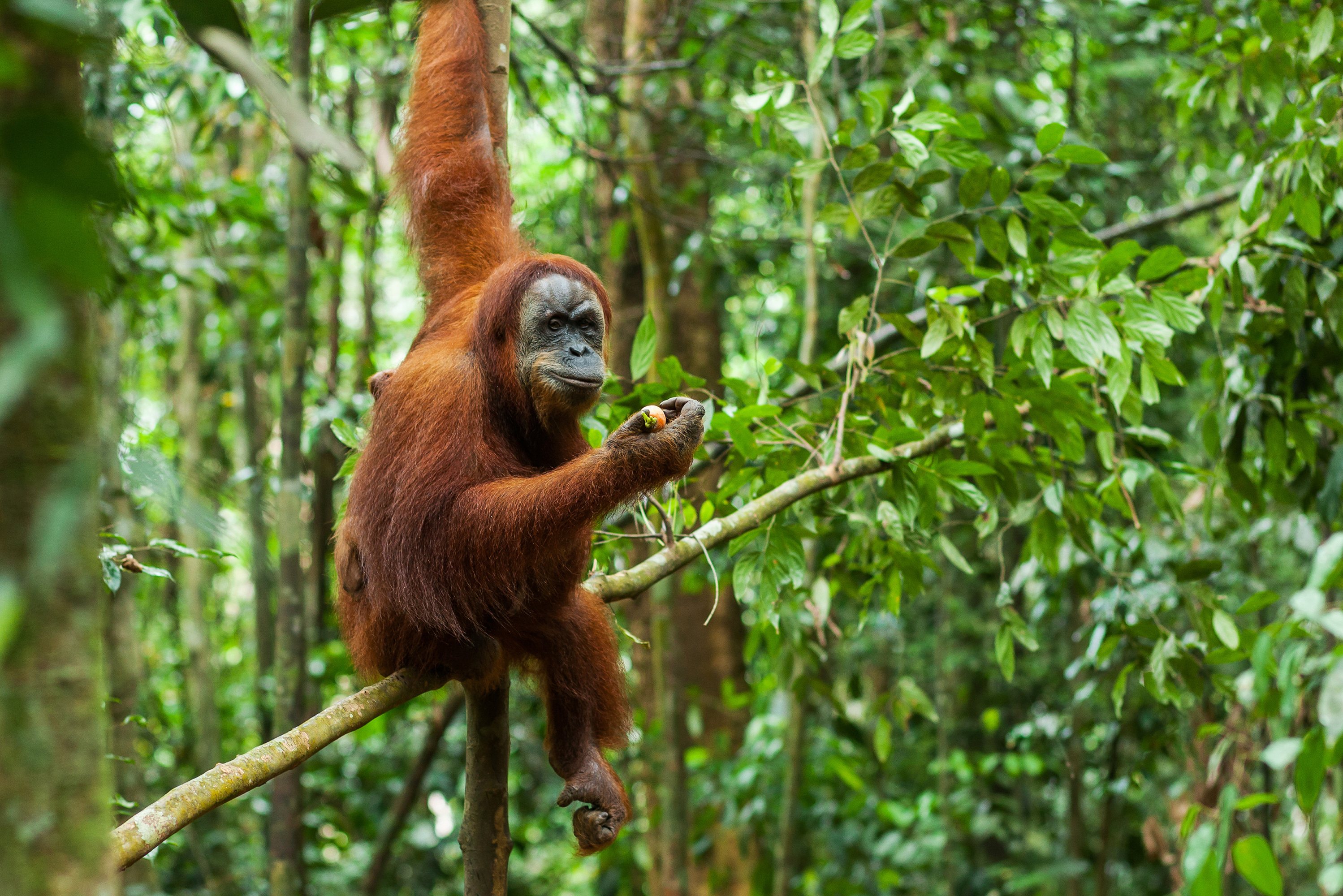 Орангутаны где обитает. Суматранский орангутанг Суматра. Остров Суматра с орангутангами. Тропические леса орангутан. Орангутанг в тропическом лесу.
