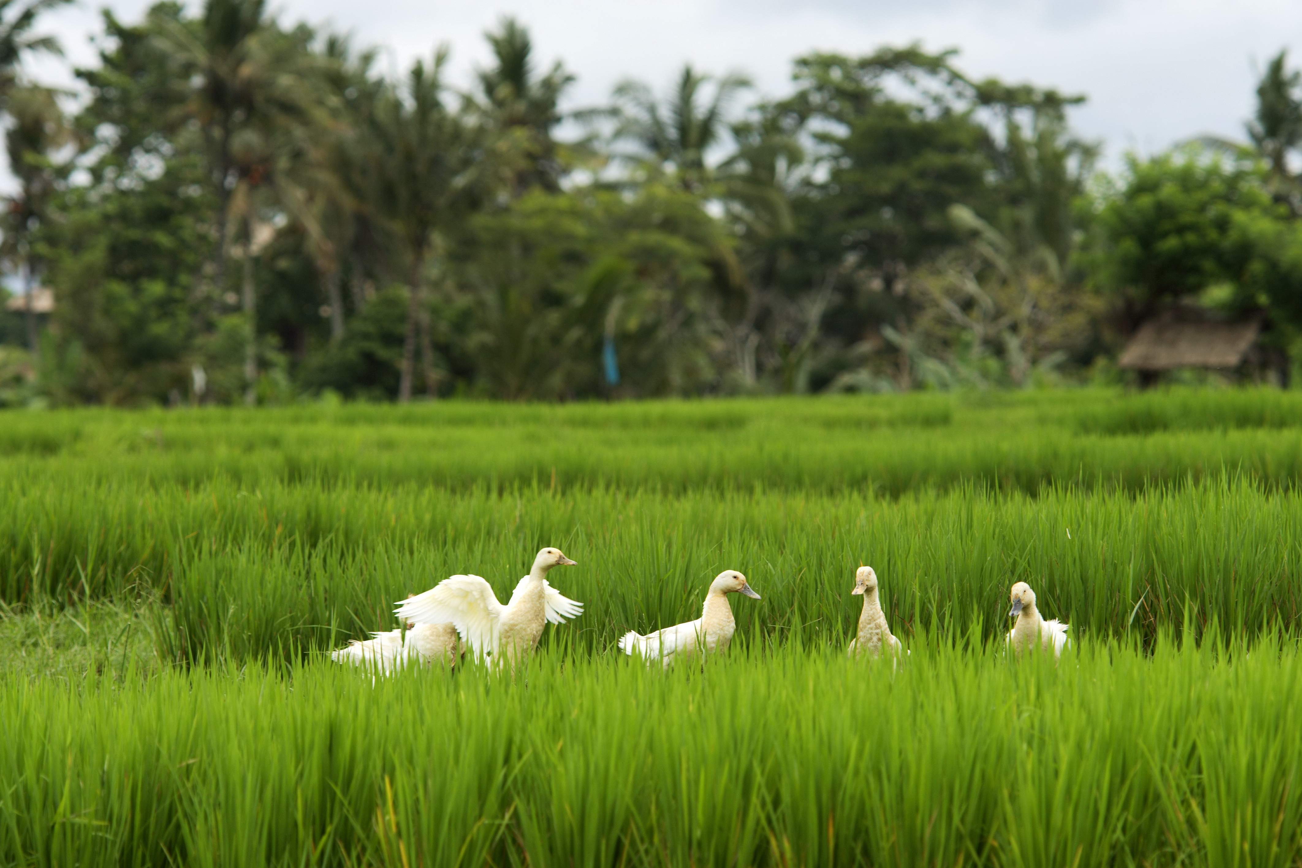 Eenden in rijstveld bij Ubud