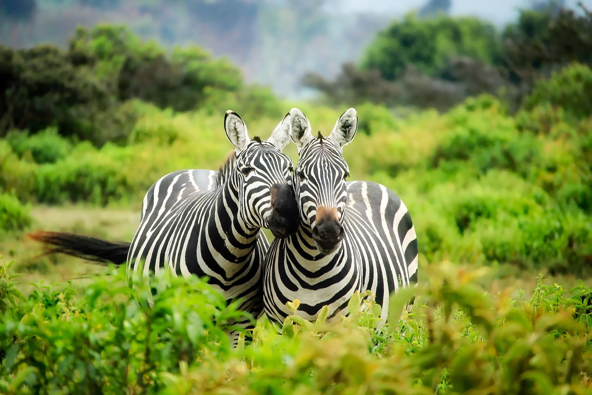 Zebra's in Zuid-Afrika