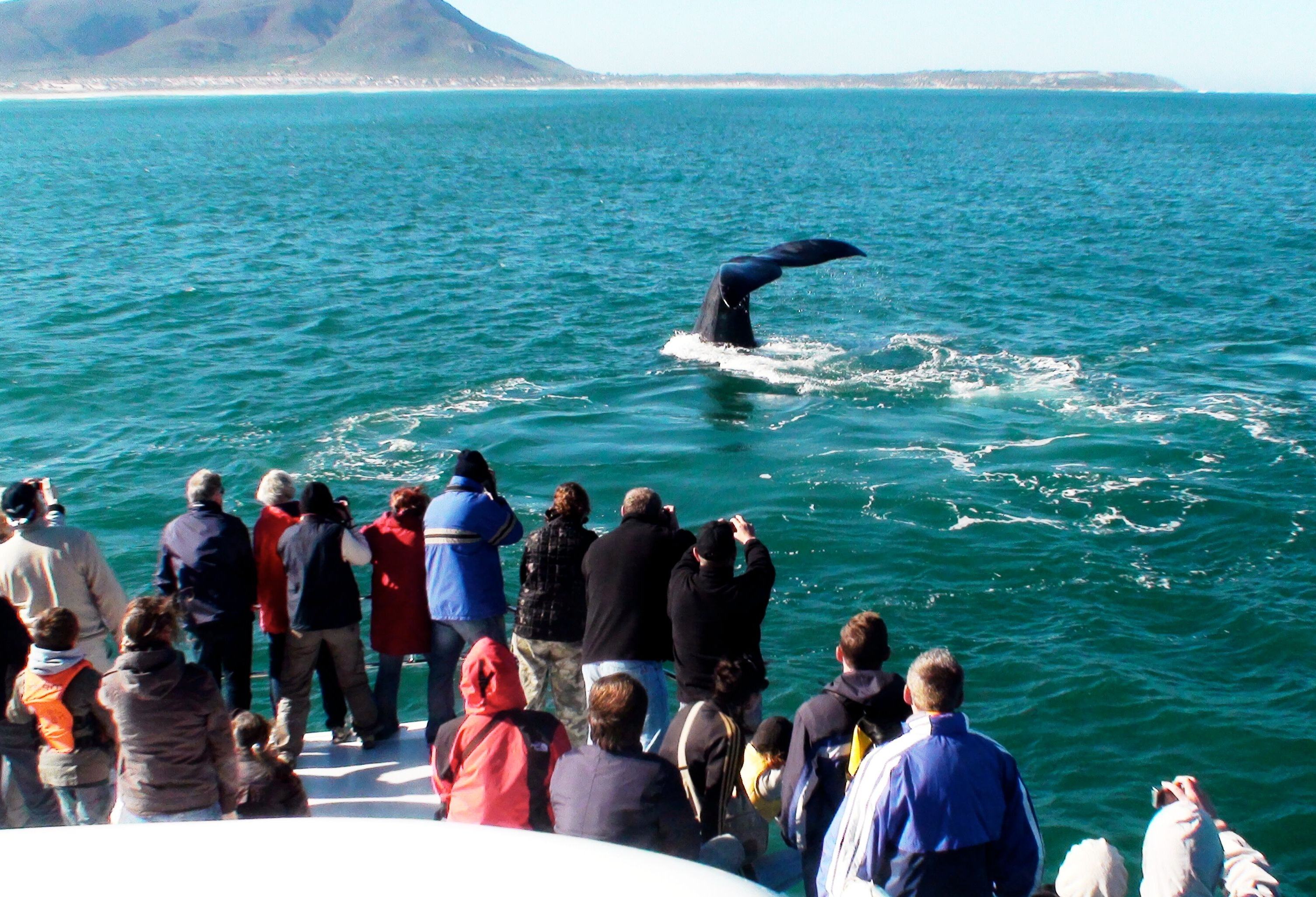 Walviscruise in Hermanus Zuid-Afrika