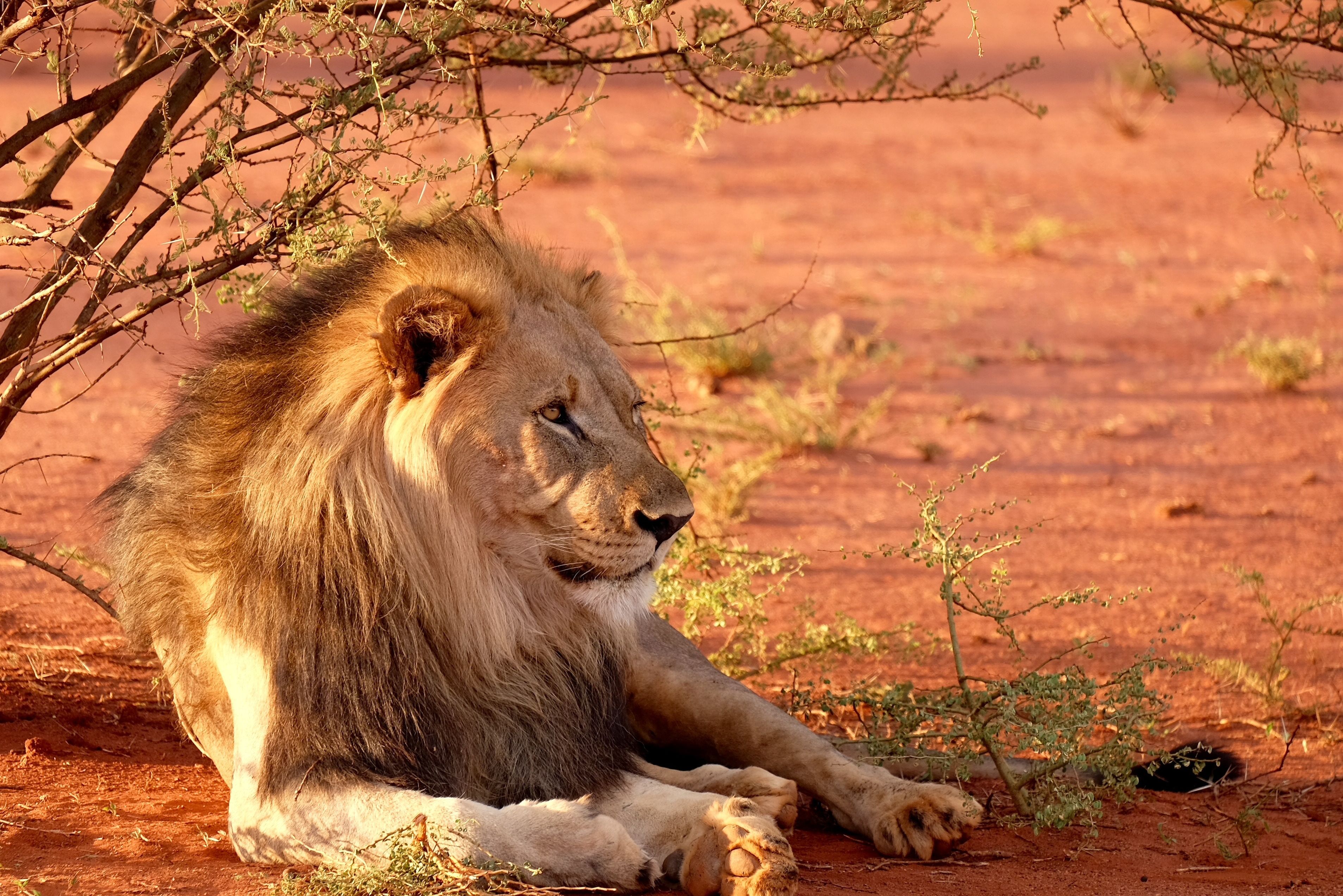 Tour Zuid-Afrika - Van Kaapstad Tot Kalahari Woestijn - 333travel