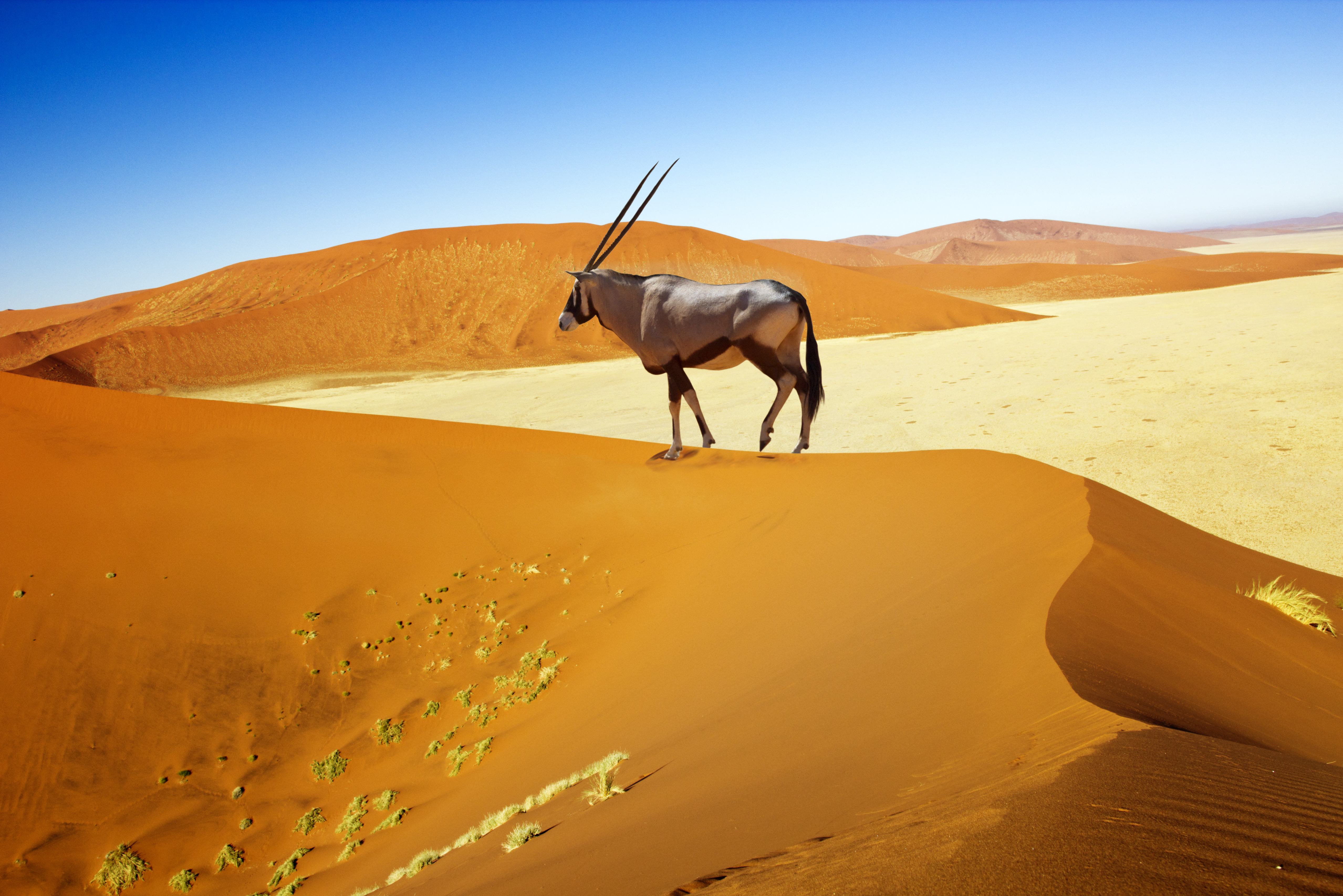 Oryx in Kalahari woestijn