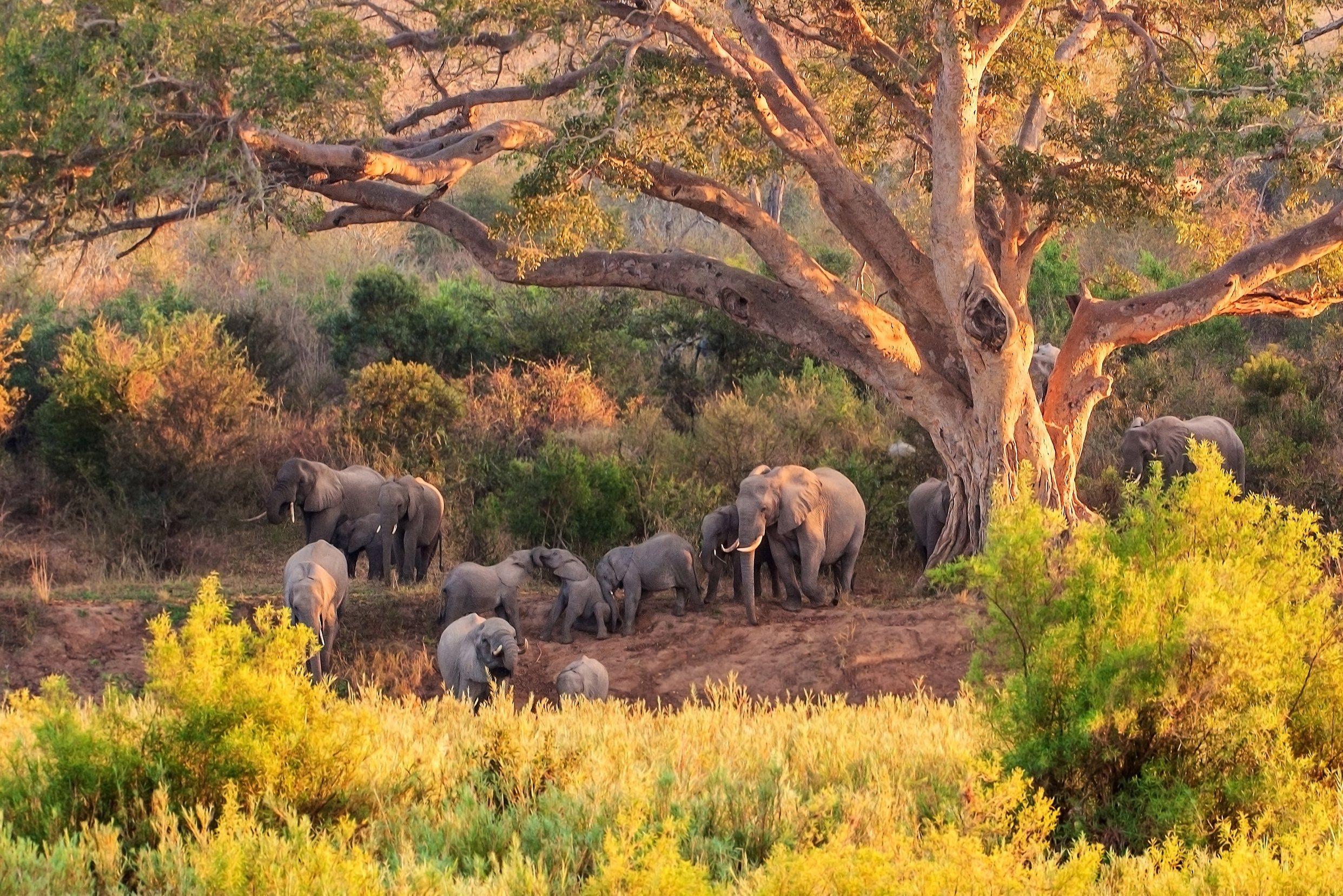 Olifanten in de bush in Zuid-Afrika