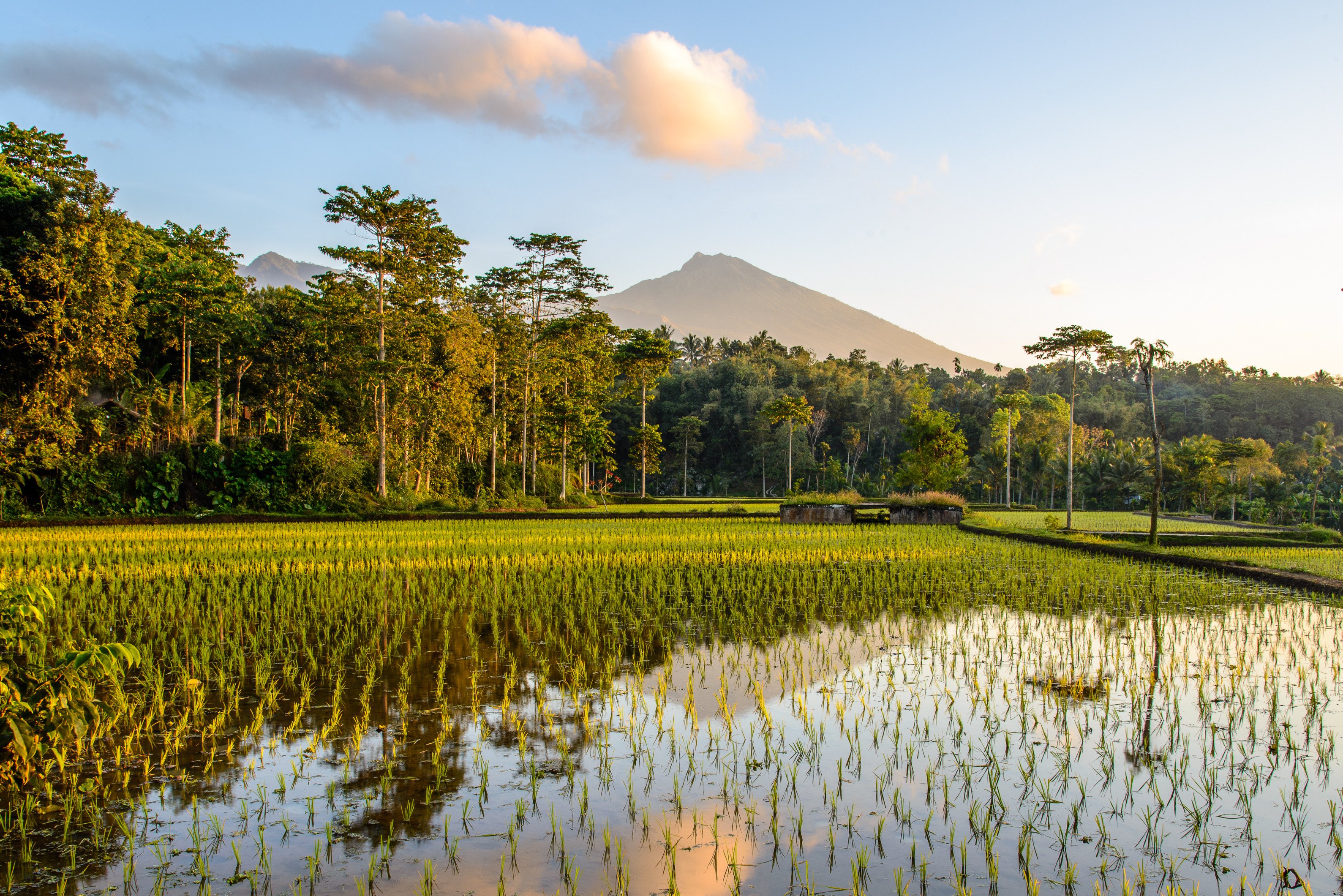 Lombok rijstvelden bij Tetebatu