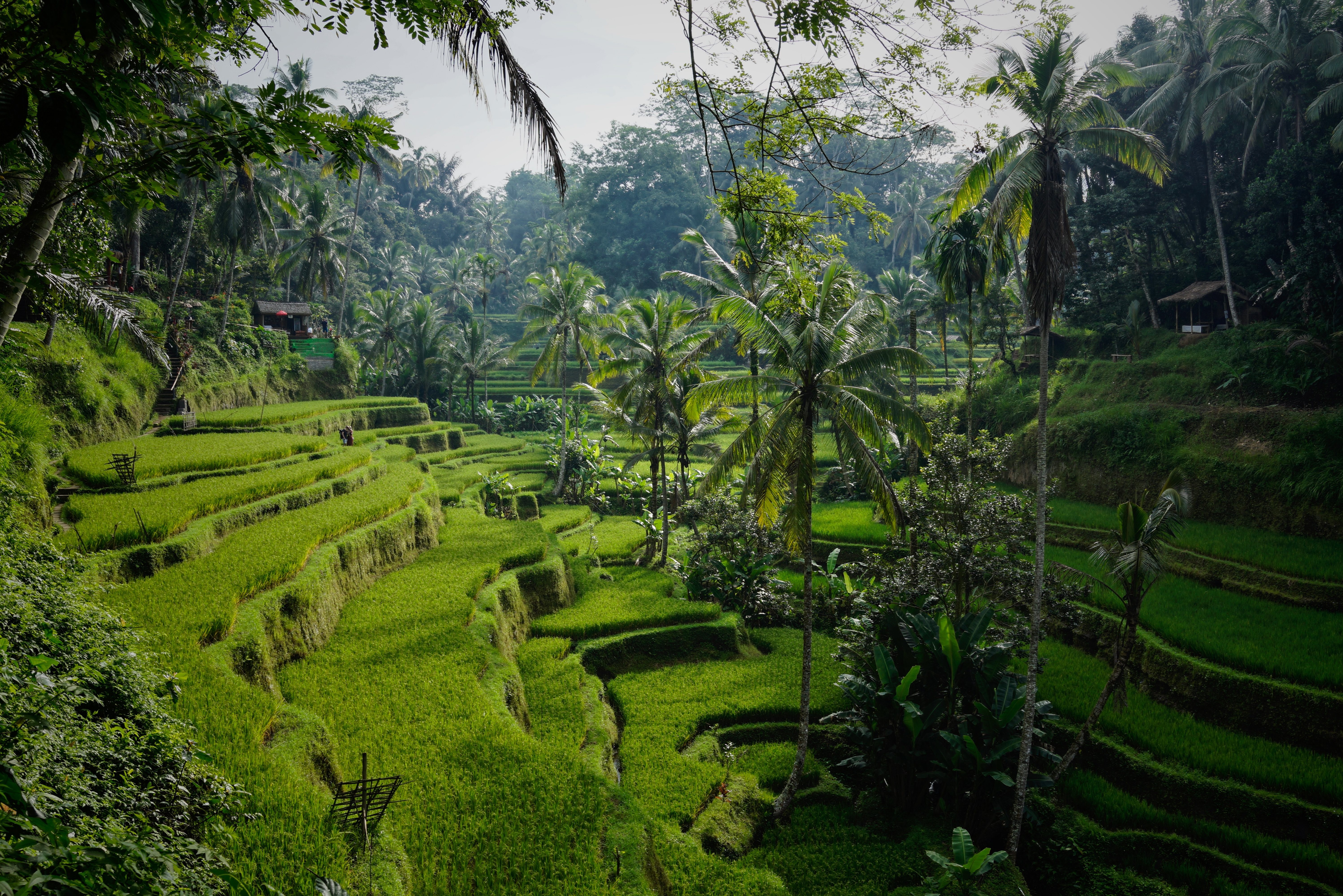 Rijstvelden in de omgeving van Ubud op Bali