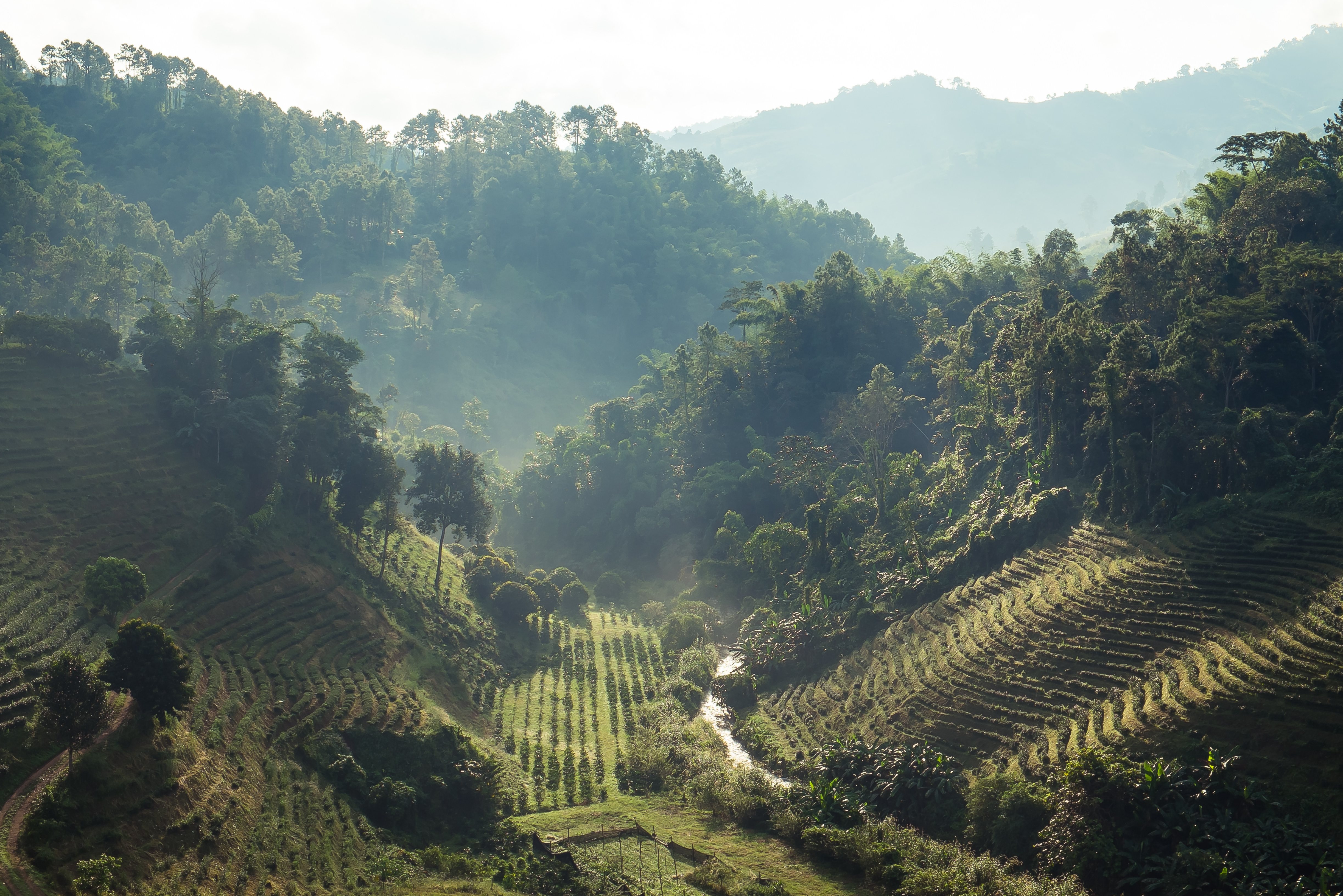 Plantage Doi Mae Salong in de regio Chiang Rai, Thailand