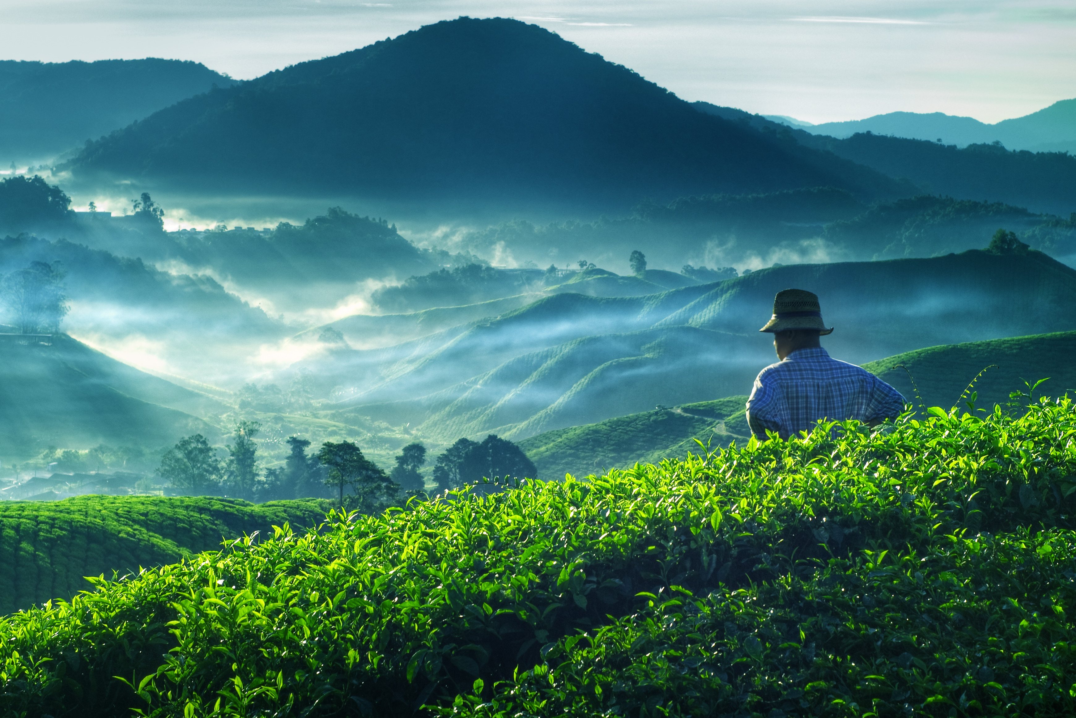 Uitzicht theeplantages in de Cameron highlands