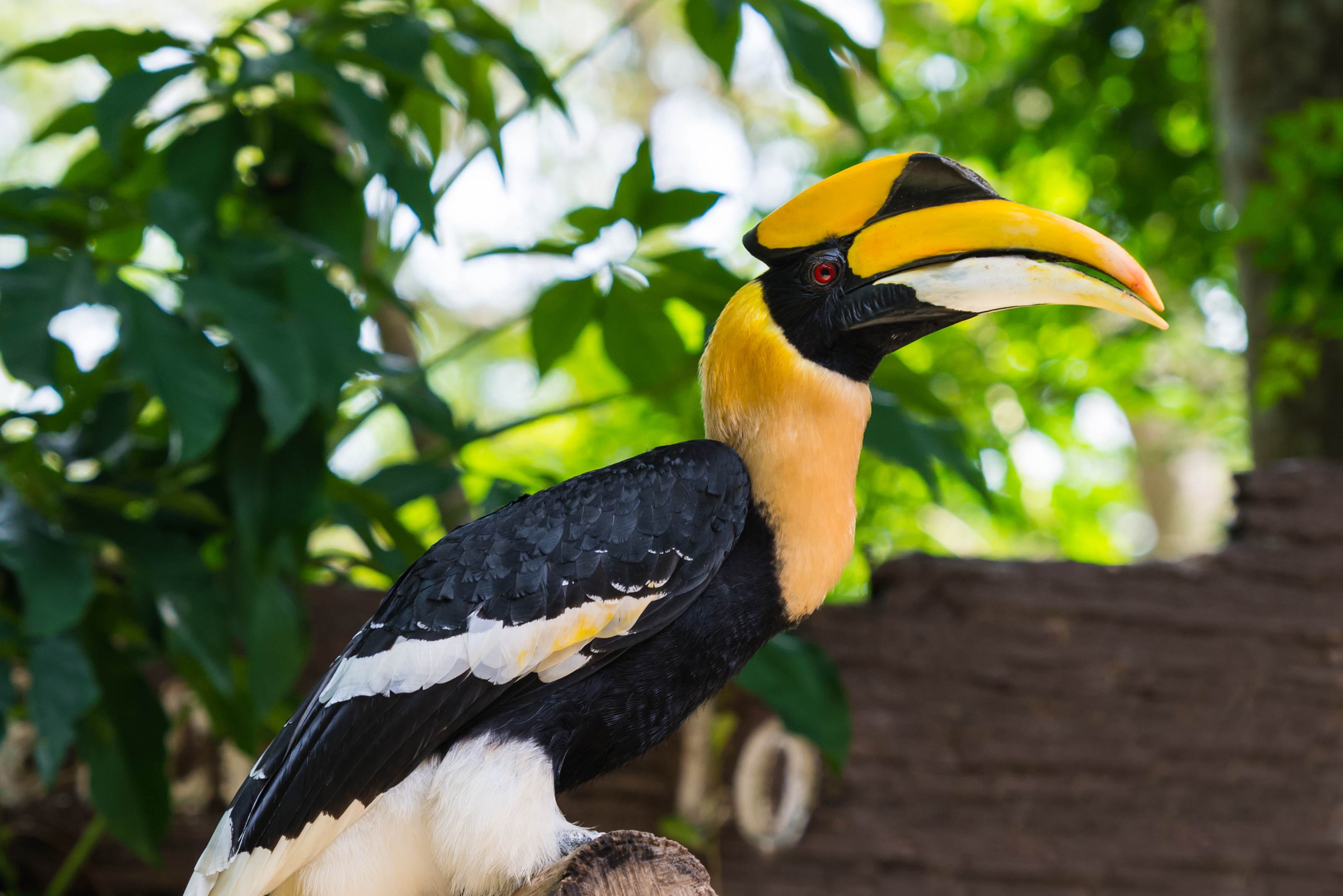 Neushoornvogel op Pangkor Island
