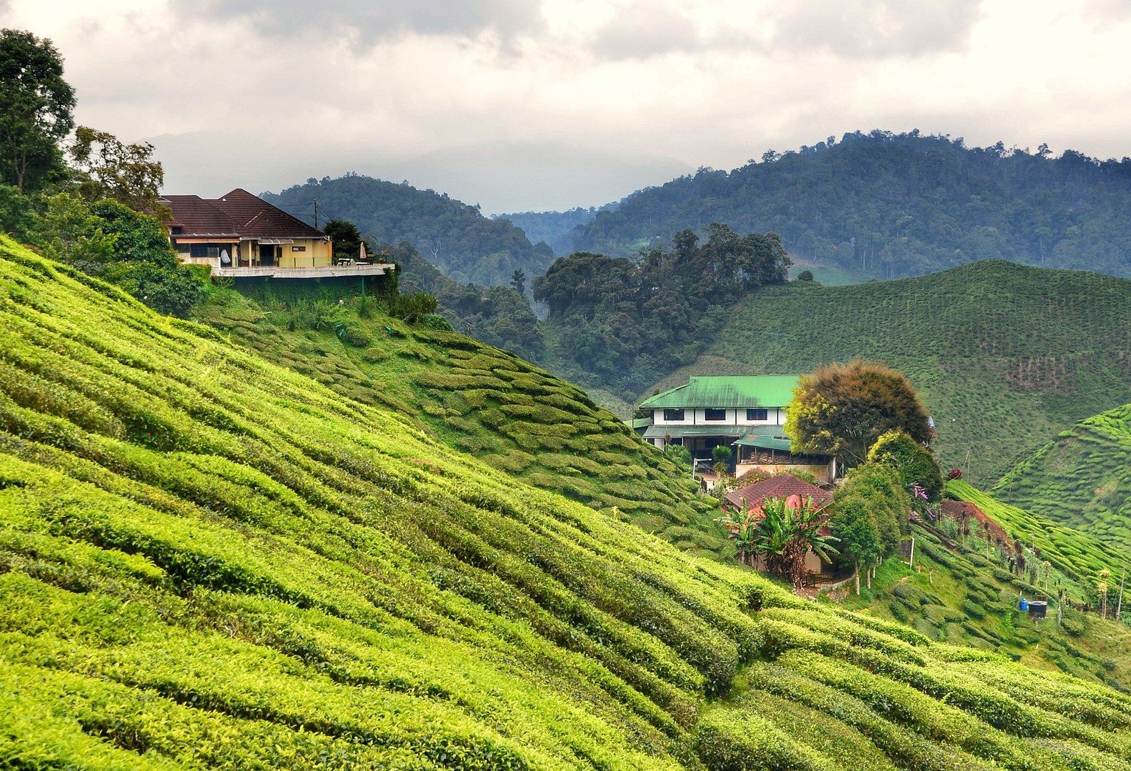 Uitzicht theeplantages Cameron Highlands