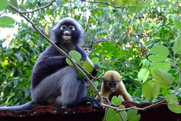 Aapjes op Langkawi