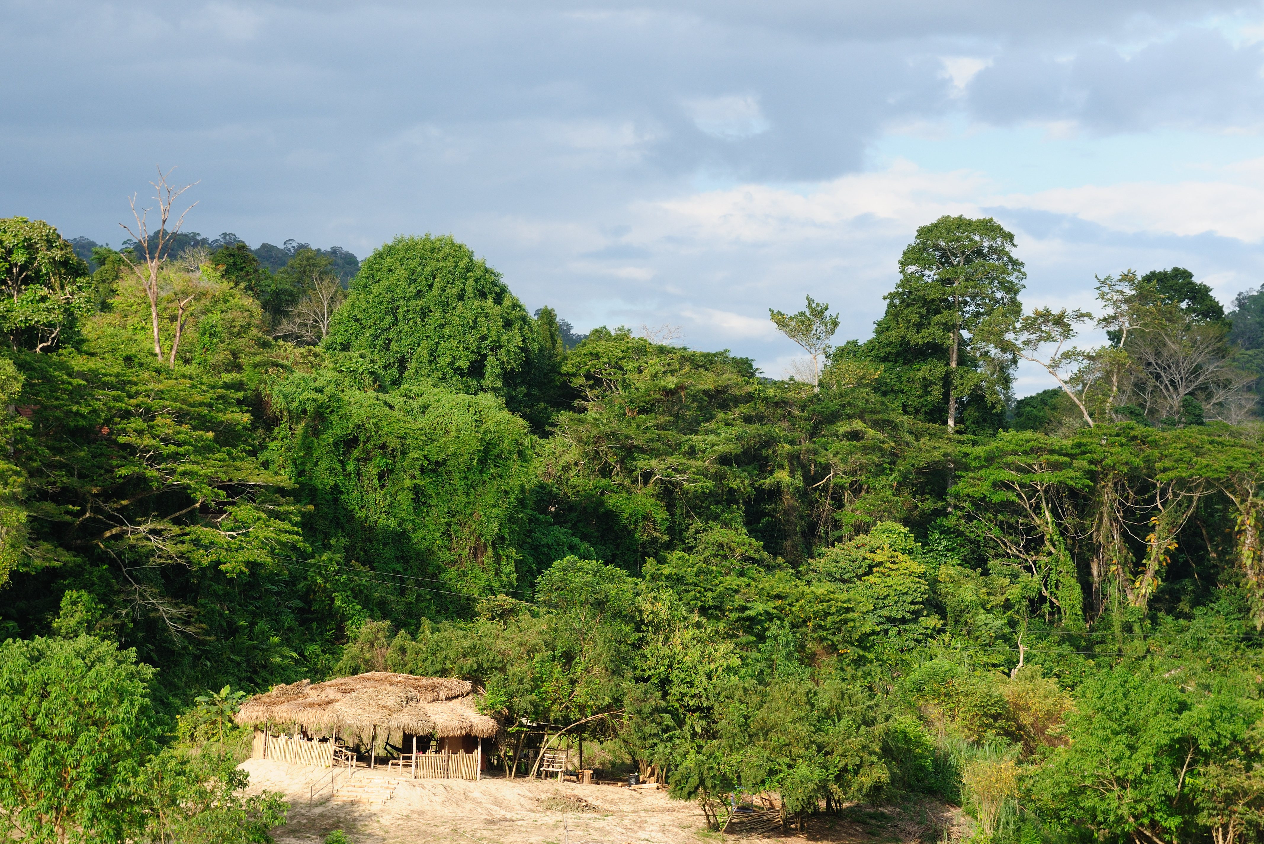 Jungle in Taman Negara National Park